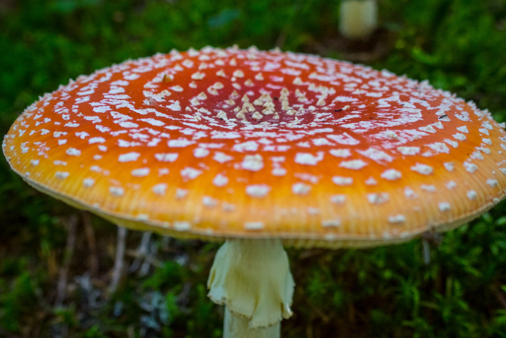 Z vojenskej zotavovne Smrekovica cez Nižné Šiprúnske sedlo do Bieleho potoka (Veľká Fatra)