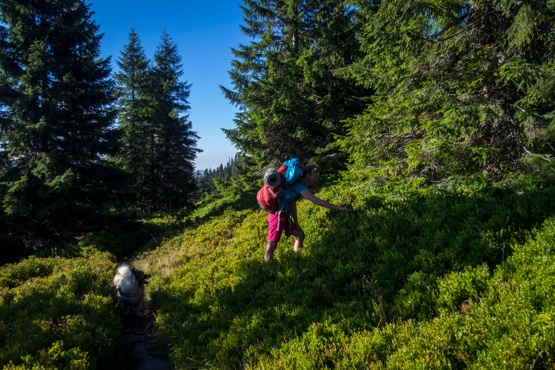 Z vojenskej zotavovne Smrekovica cez Nižné Šiprúnske sedlo do Bieleho potoka (Veľká Fatra)