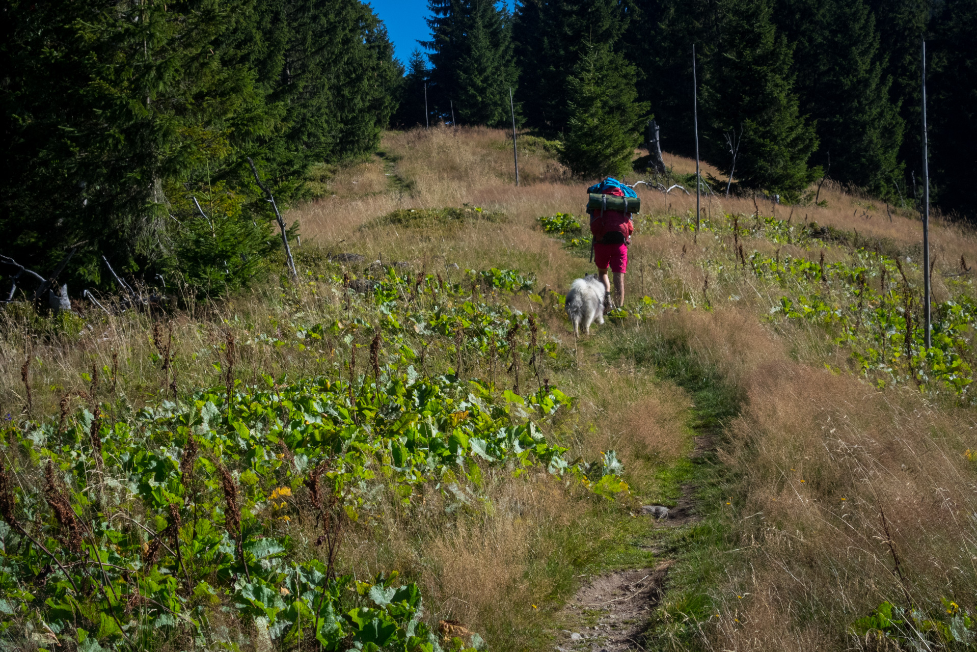 Z vojenskej zotavovne Smrekovica cez Nižné Šiprúnske sedlo do Bieleho potoka (Veľká Fatra)