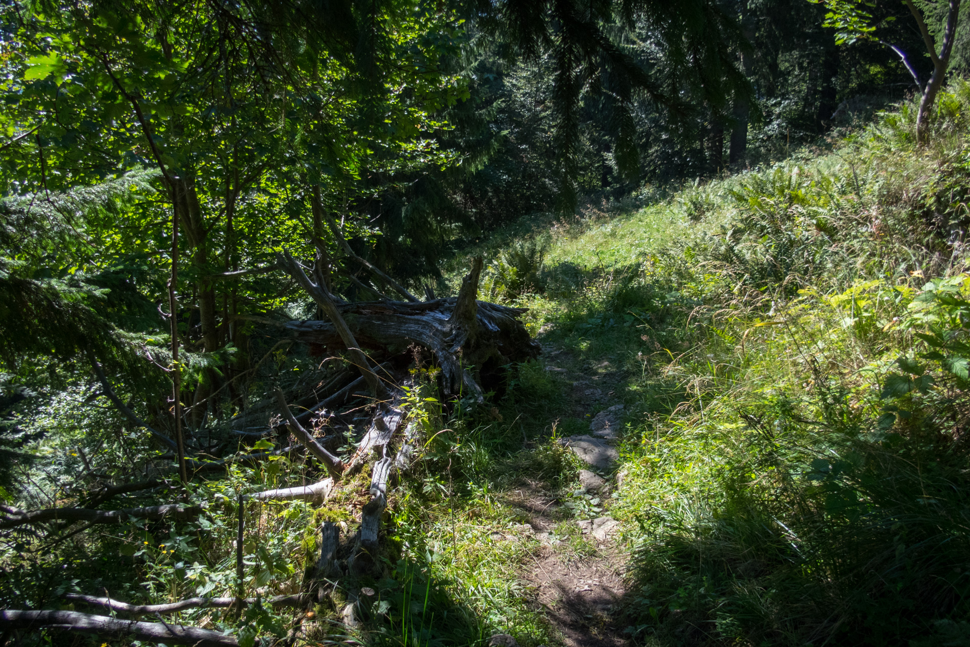 Z vojenskej zotavovne Smrekovica cez Nižné Šiprúnske sedlo do Bieleho potoka (Veľká Fatra)