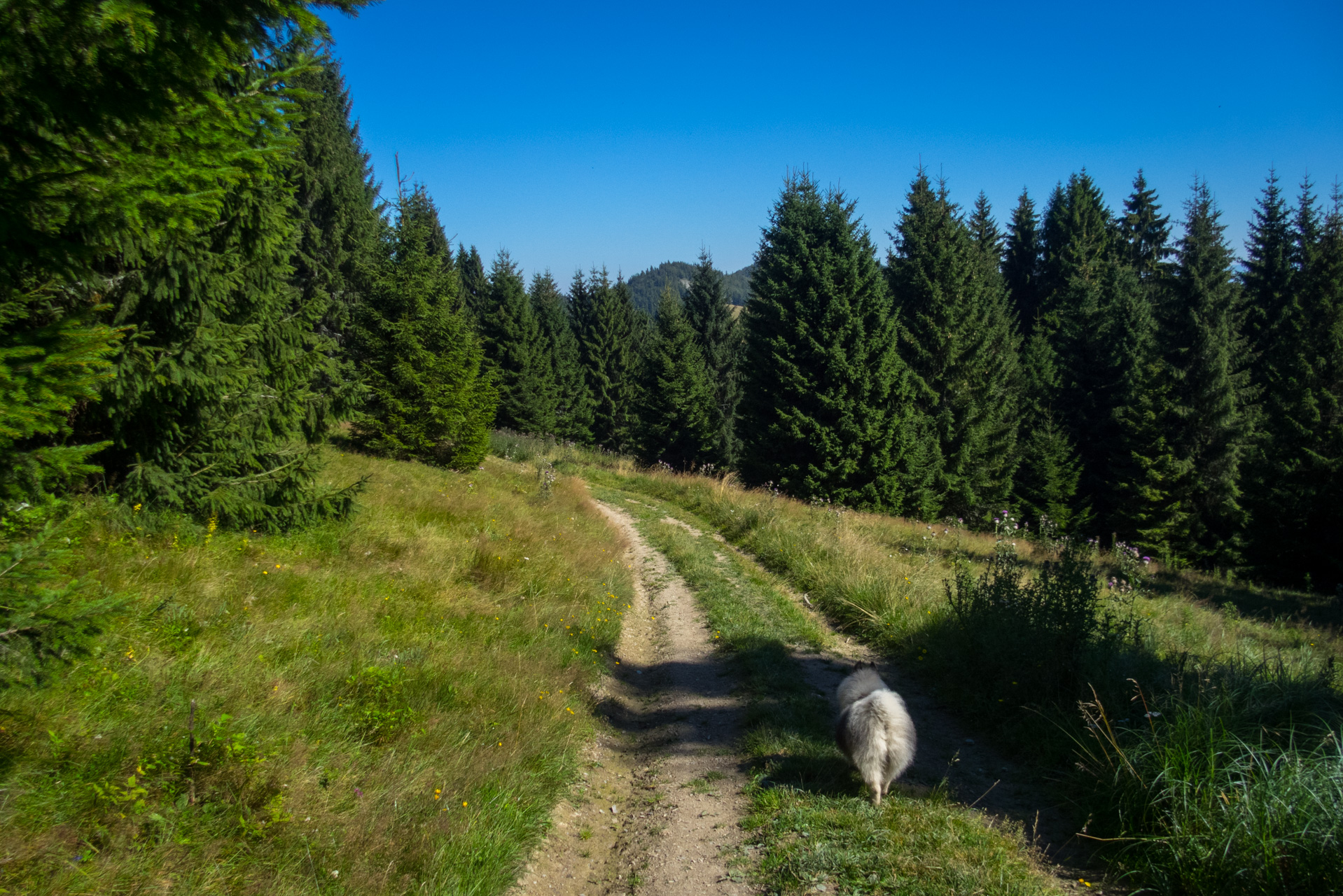 Z vojenskej zotavovne Smrekovica cez Nižné Šiprúnske sedlo do Bieleho potoka (Veľká Fatra)