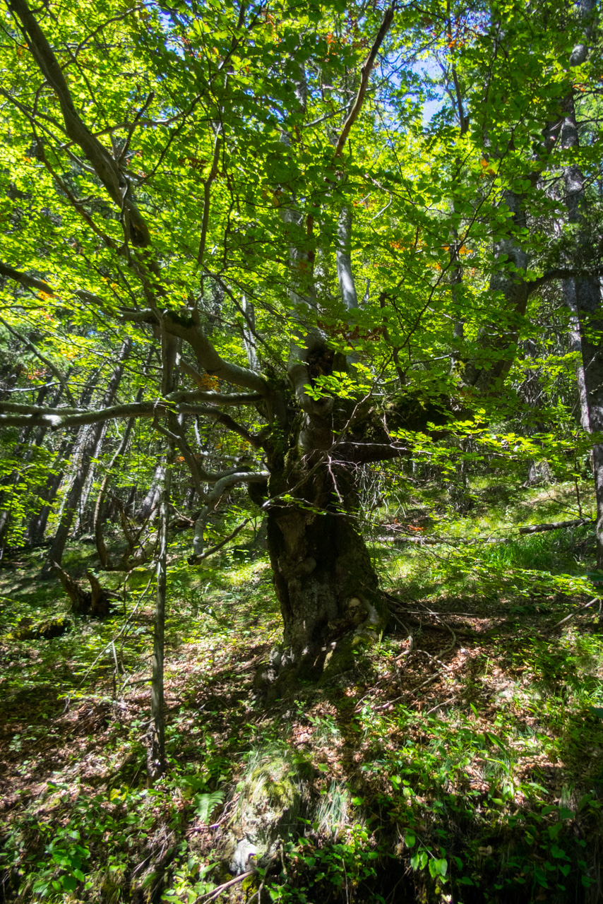 Z vojenskej zotavovne Smrekovica cez Nižné Šiprúnske sedlo do Bieleho potoka (Veľká Fatra)