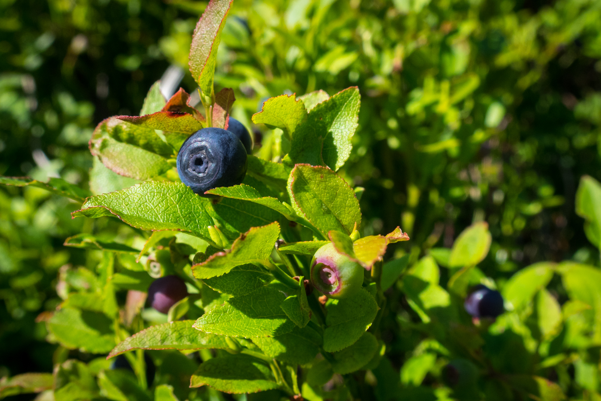 Zo Skaliska do Henclovej (Volovské vrchy)