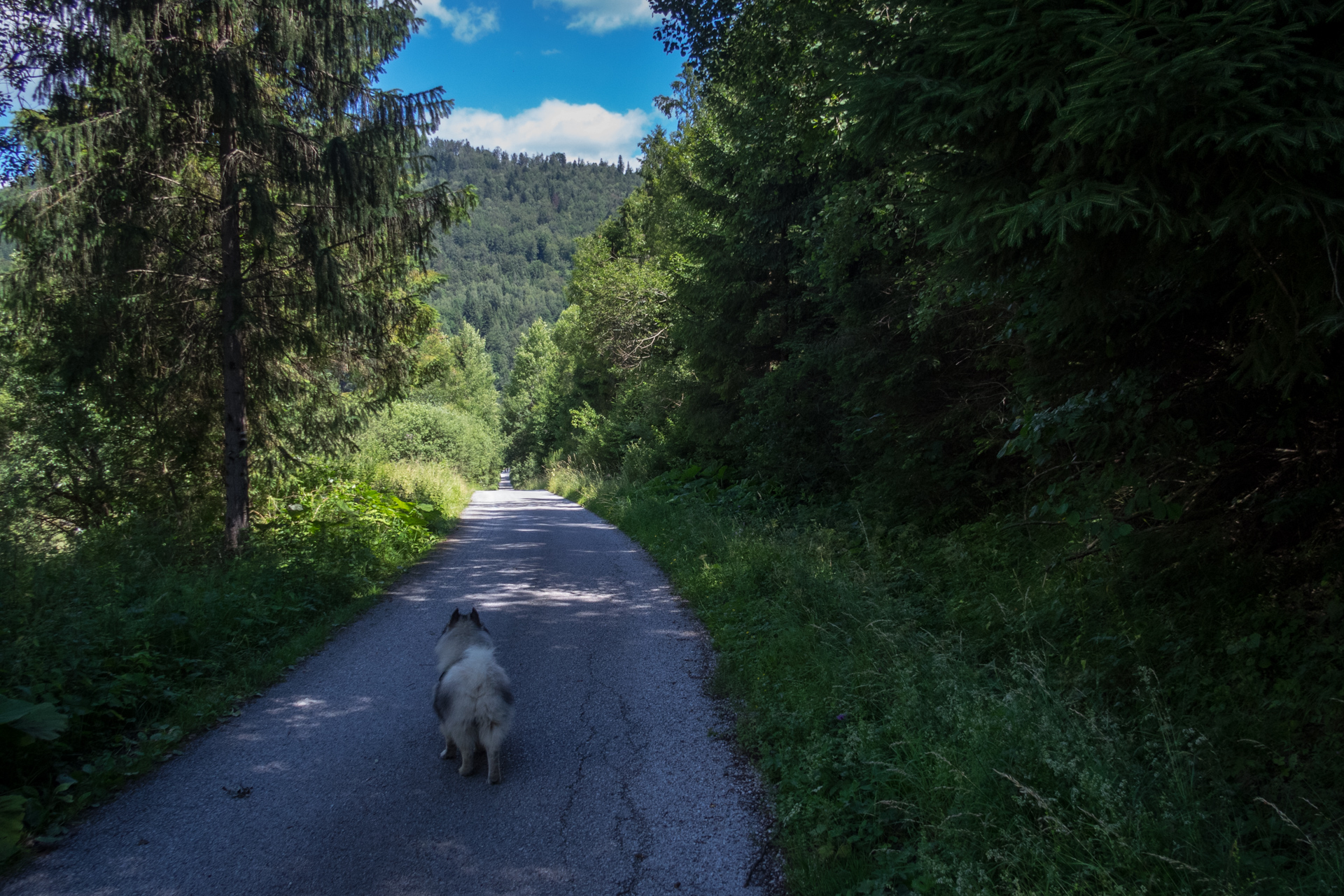 Zo Skaliska do Henclovej (Volovské vrchy)