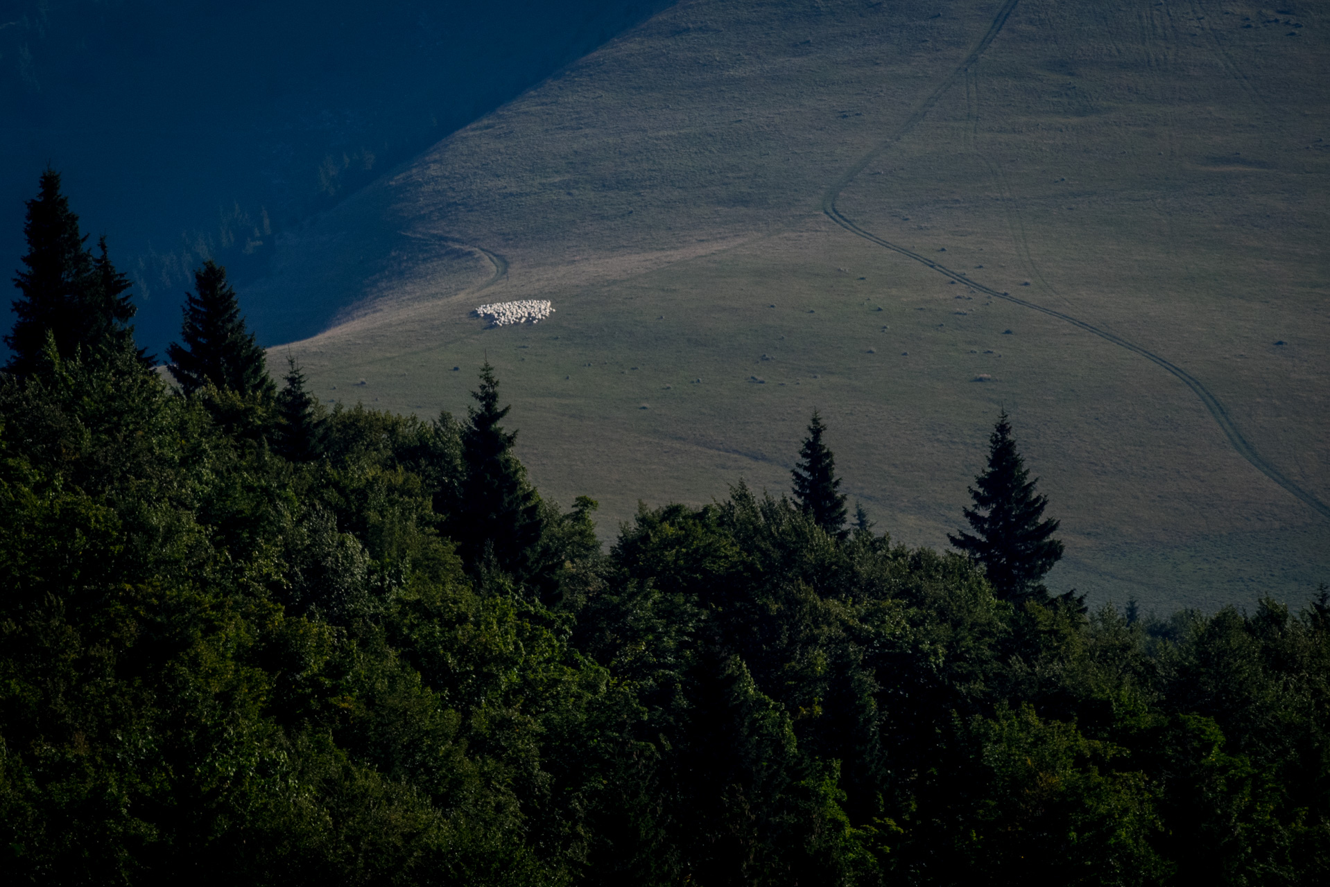 Zo Suchého vrchu cez Ploskú na voj. zotavovňu Smrekovica (Veľká Fatra)