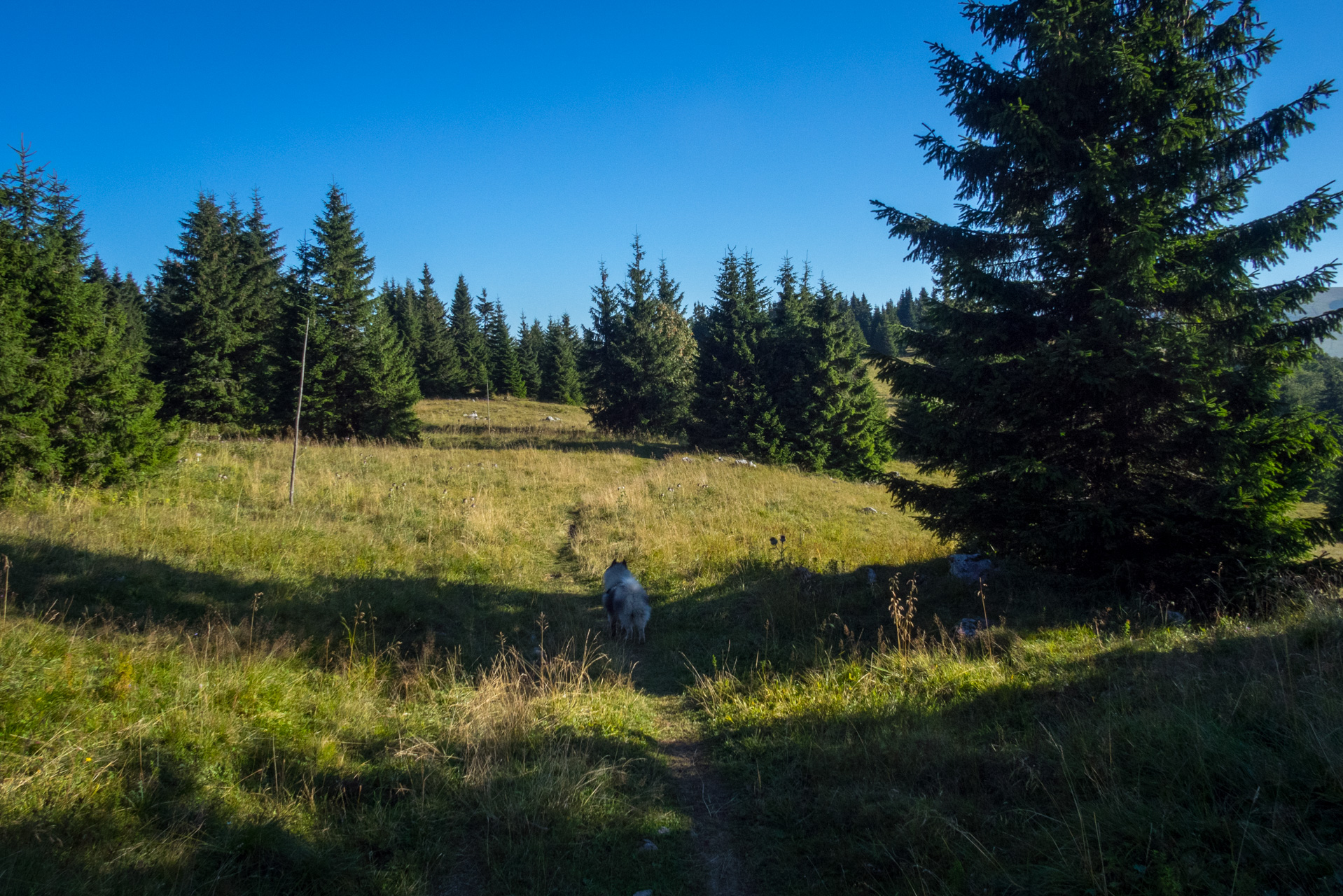 Zo Suchého vrchu cez Ploskú na voj. zotavovňu Smrekovica (Veľká Fatra)