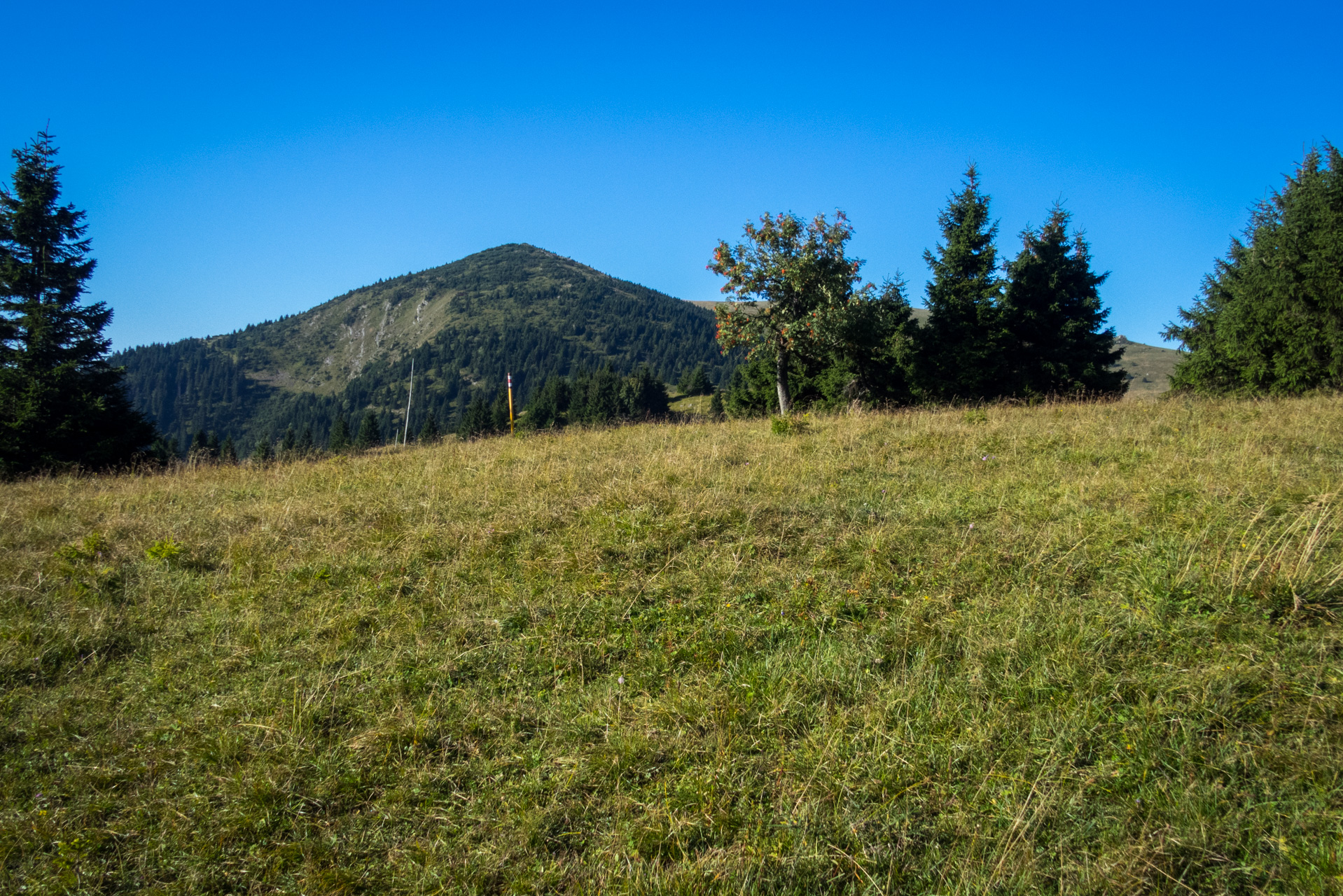 Zo Suchého vrchu cez Ploskú na voj. zotavovňu Smrekovica (Veľká Fatra)