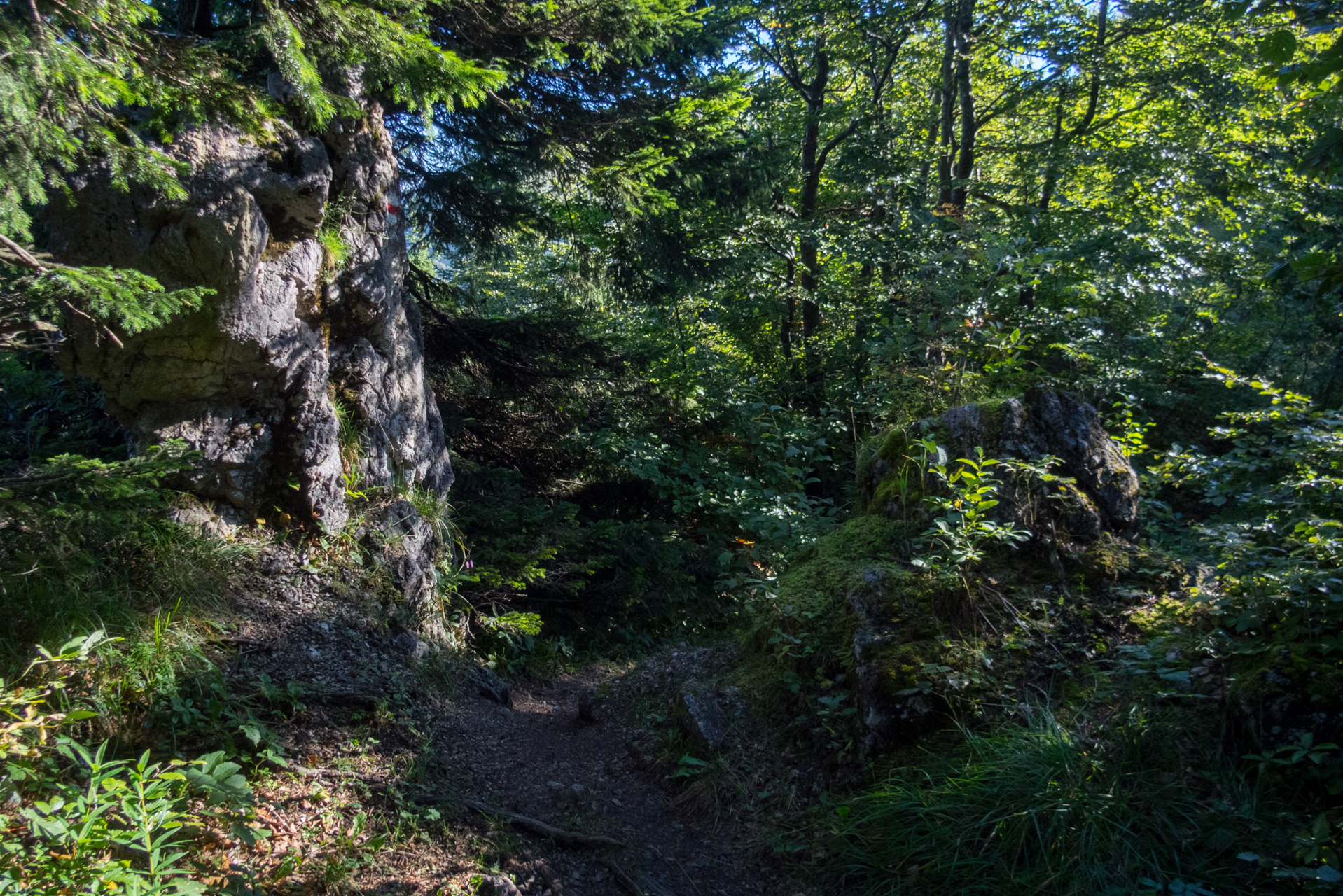 Zo Suchého vrchu cez Ploskú na voj. zotavovňu Smrekovica (Veľká Fatra)