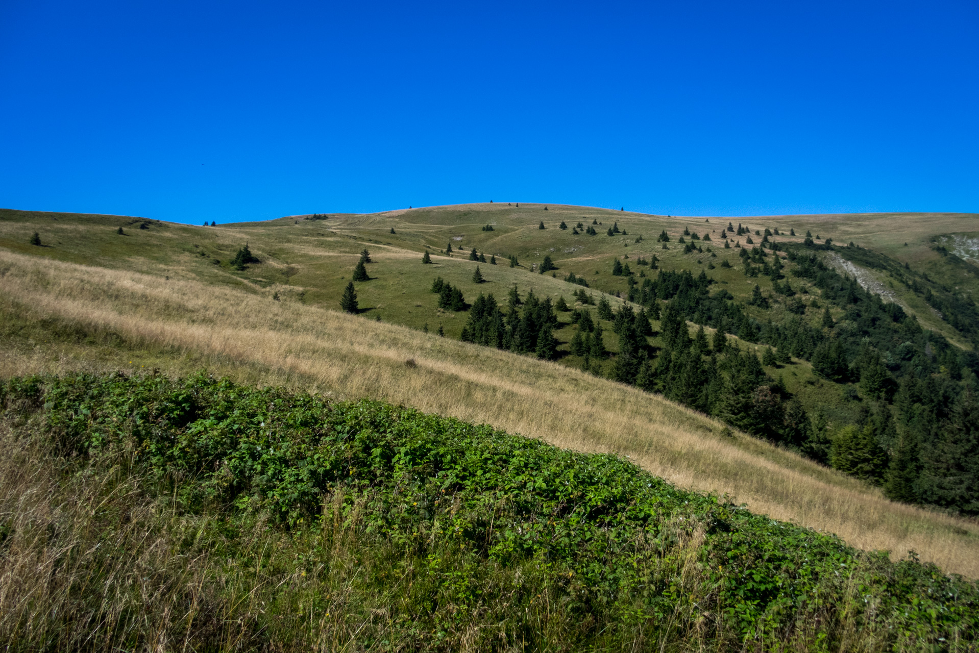 Zo Suchého vrchu cez Ploskú na voj. zotavovňu Smrekovica (Veľká Fatra)