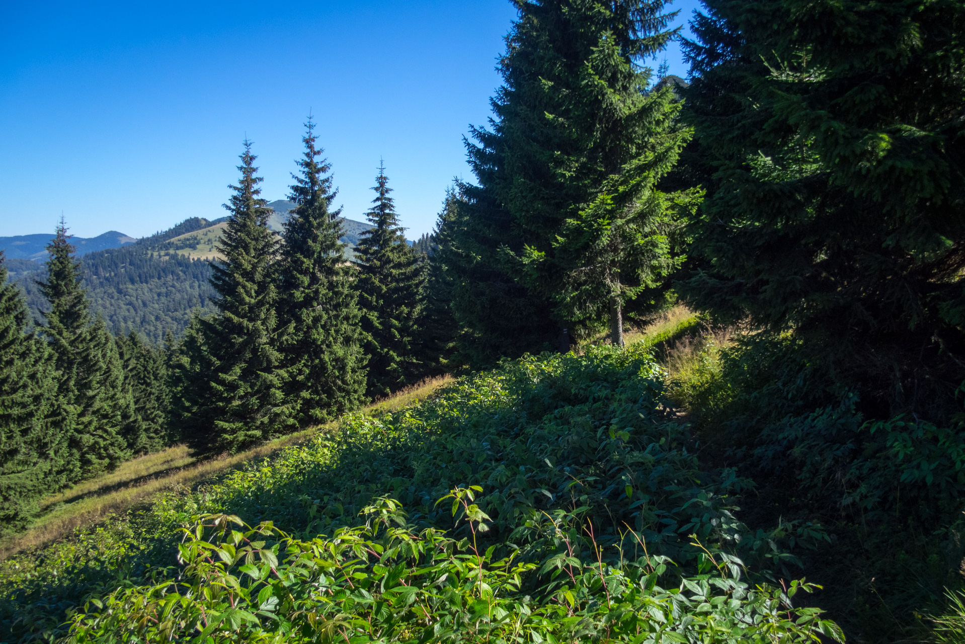 Zo Suchého vrchu cez Ploskú na voj. zotavovňu Smrekovica (Veľká Fatra)