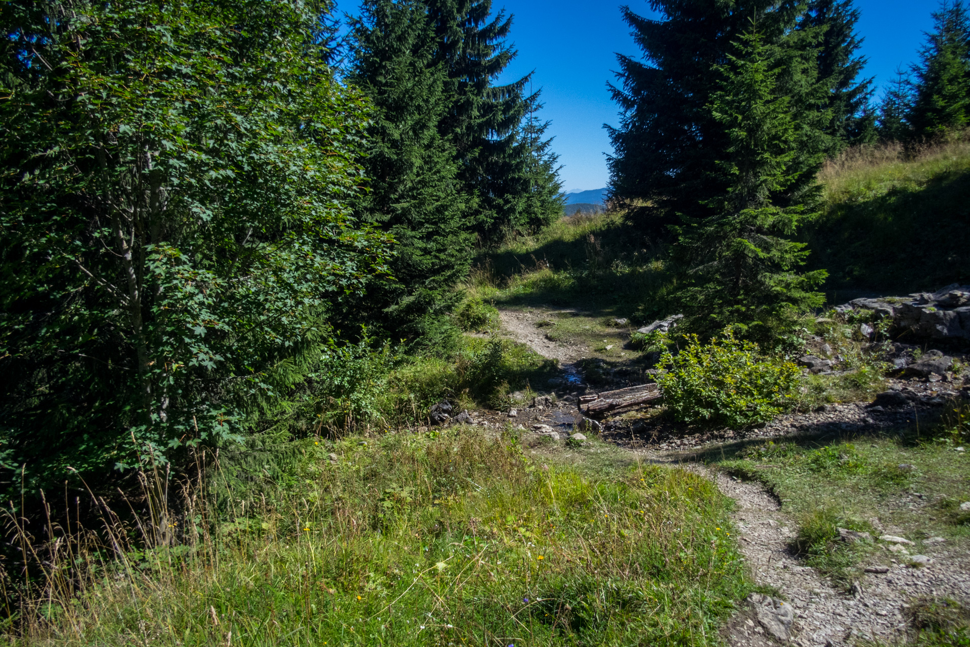 Zo Suchého vrchu cez Ploskú na voj. zotavovňu Smrekovica (Veľká Fatra)