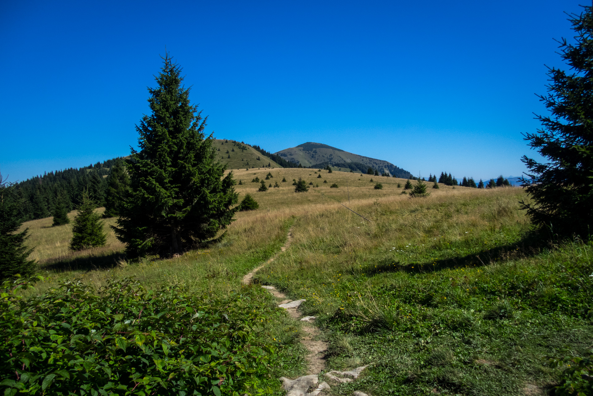 Zo Suchého vrchu cez Ploskú na voj. zotavovňu Smrekovica (Veľká Fatra)