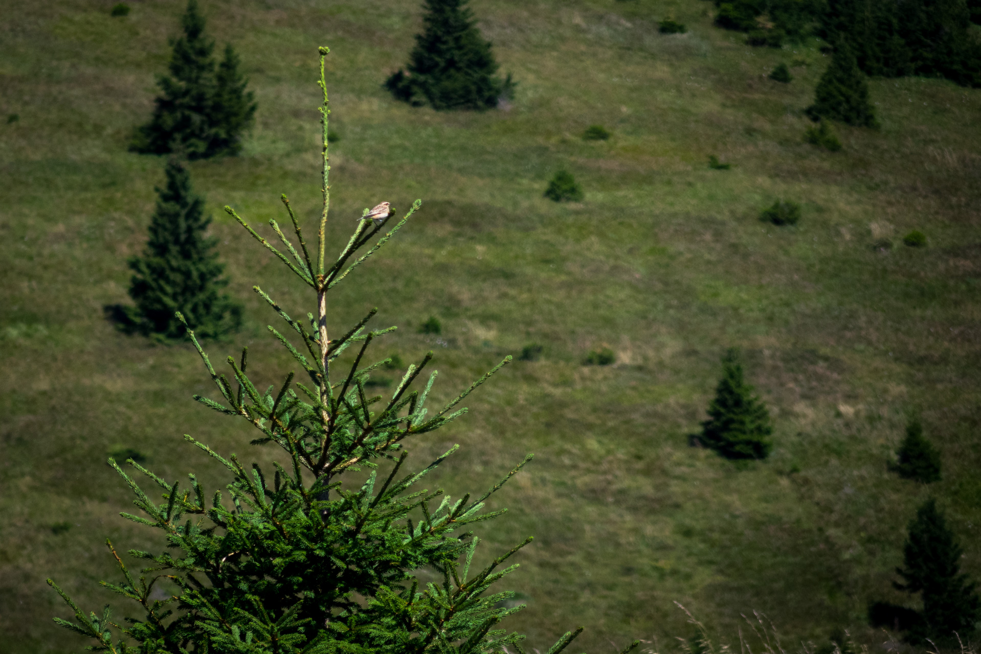 Zo Suchého vrchu cez Ploskú na voj. zotavovňu Smrekovica (Veľká Fatra)