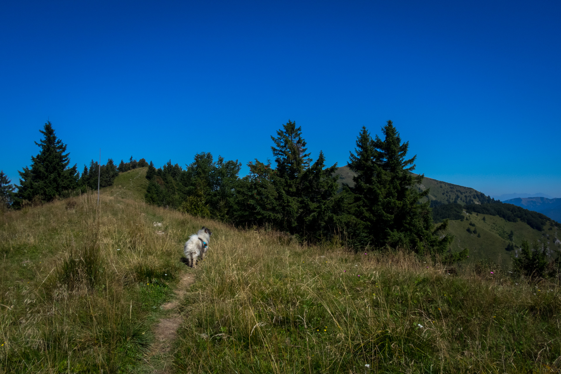 Zo Suchého vrchu cez Ploskú na voj. zotavovňu Smrekovica (Veľká Fatra)