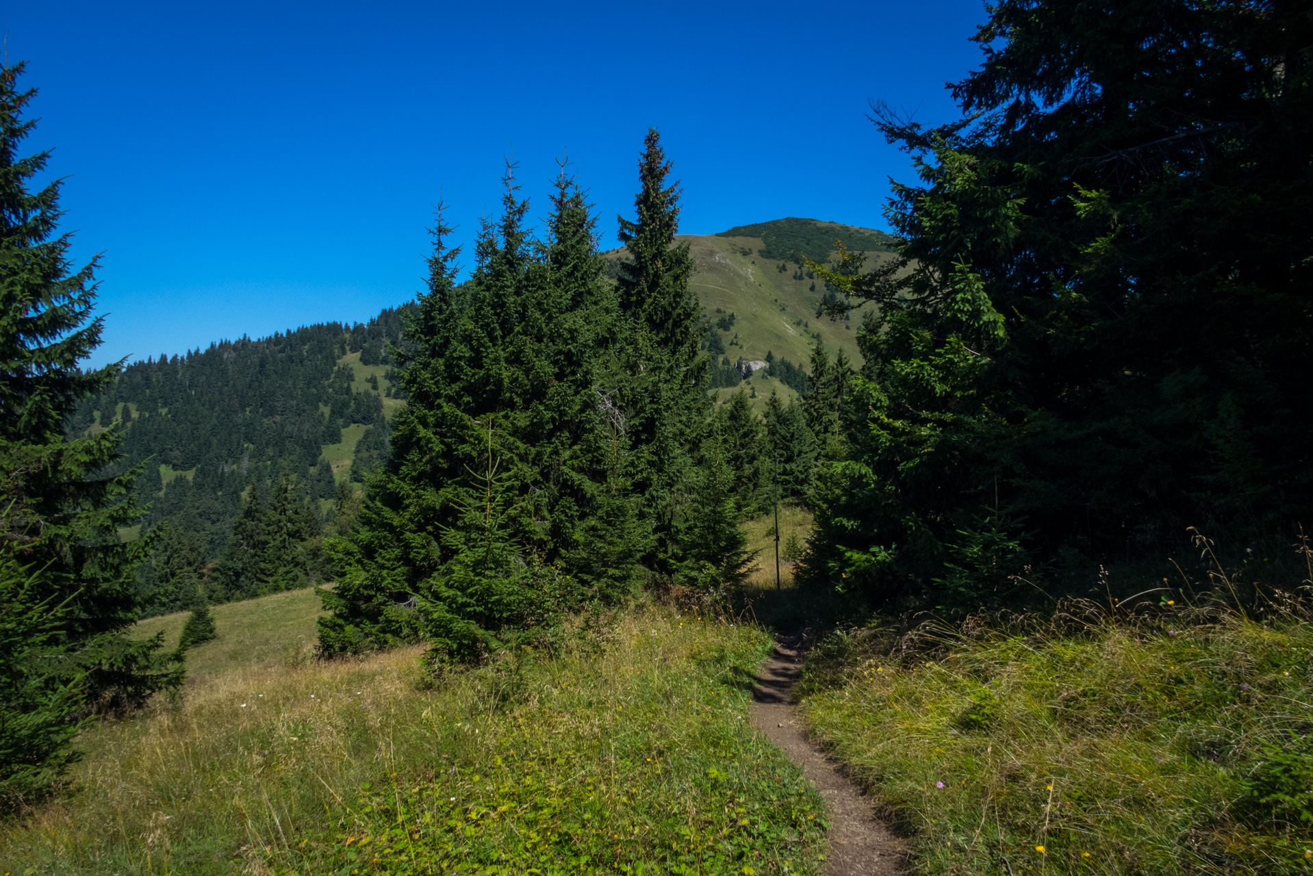 Zo Suchého vrchu cez Ploskú na voj. zotavovňu Smrekovica (Veľká Fatra)