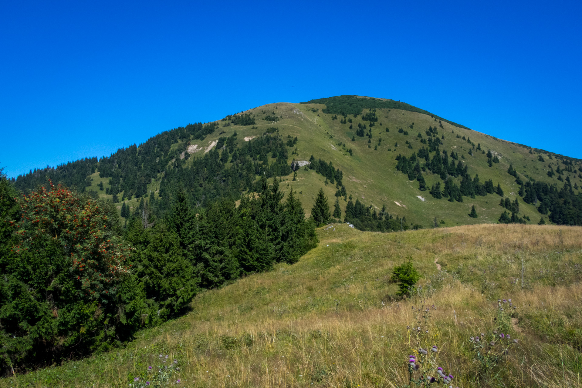 Zo Suchého vrchu cez Ploskú na voj. zotavovňu Smrekovica (Veľká Fatra)