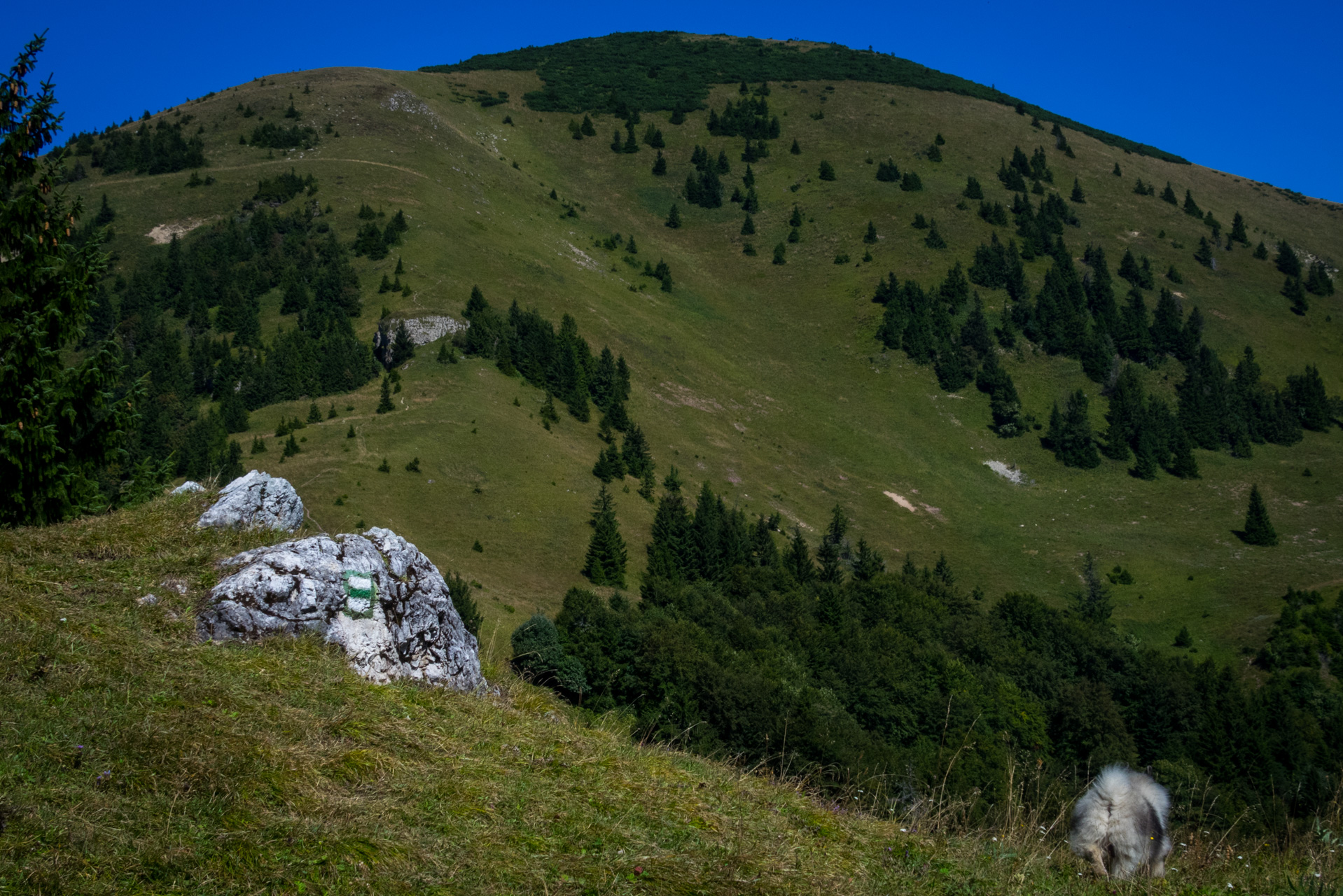 Zo Suchého vrchu cez Ploskú na voj. zotavovňu Smrekovica (Veľká Fatra)