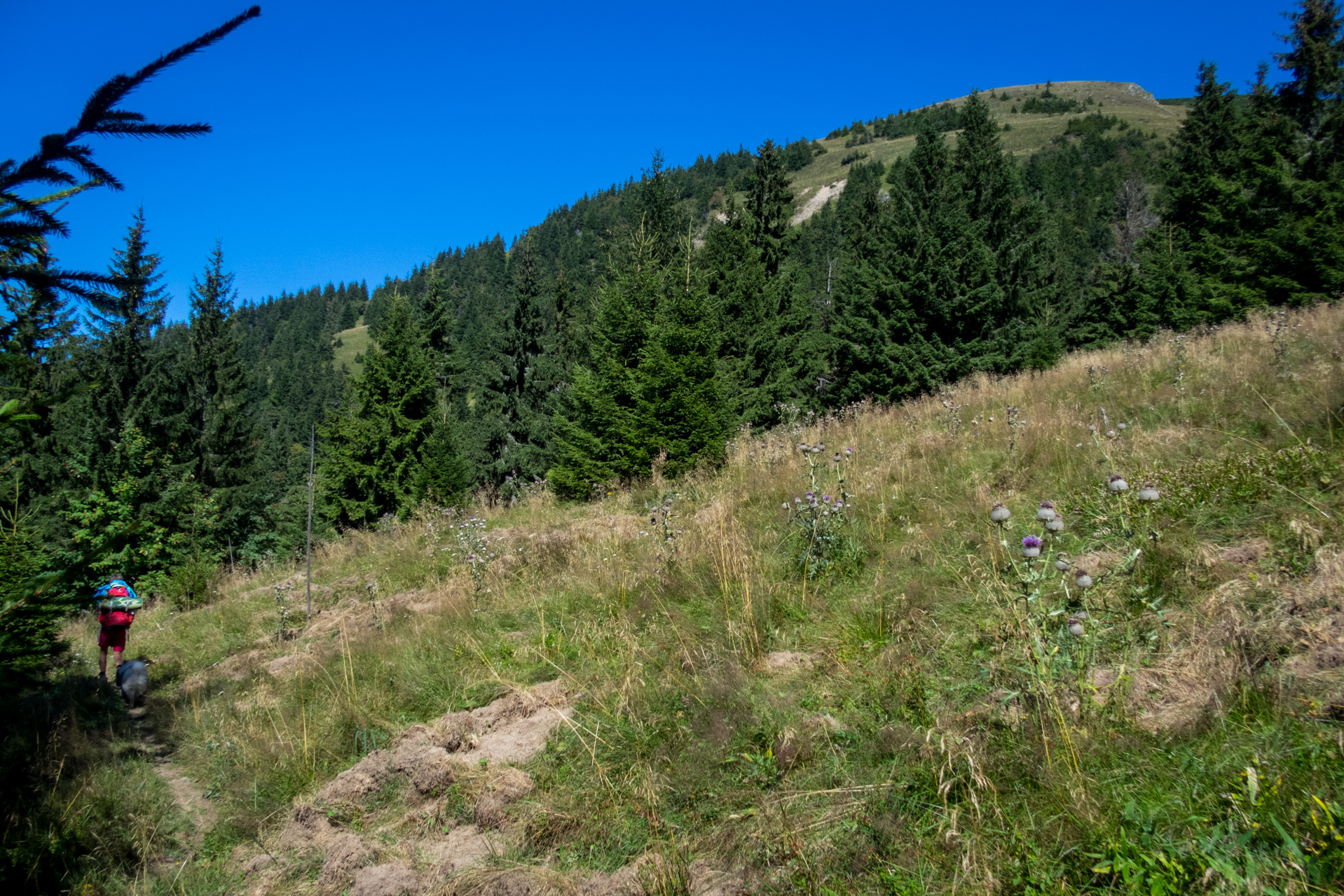 Zo Suchého vrchu cez Ploskú na voj. zotavovňu Smrekovica (Veľká Fatra)