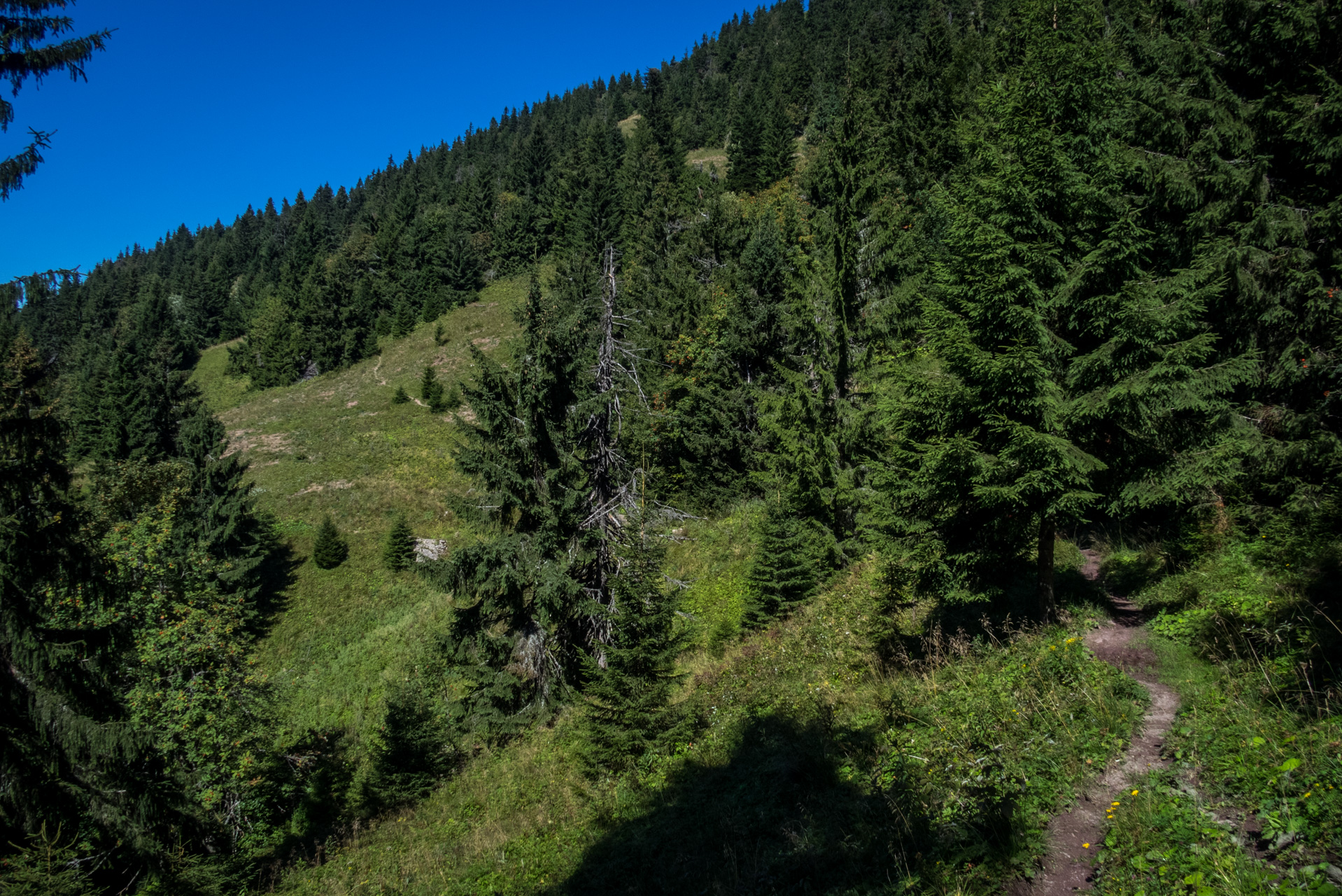 Zo Suchého vrchu cez Ploskú na voj. zotavovňu Smrekovica (Veľká Fatra)