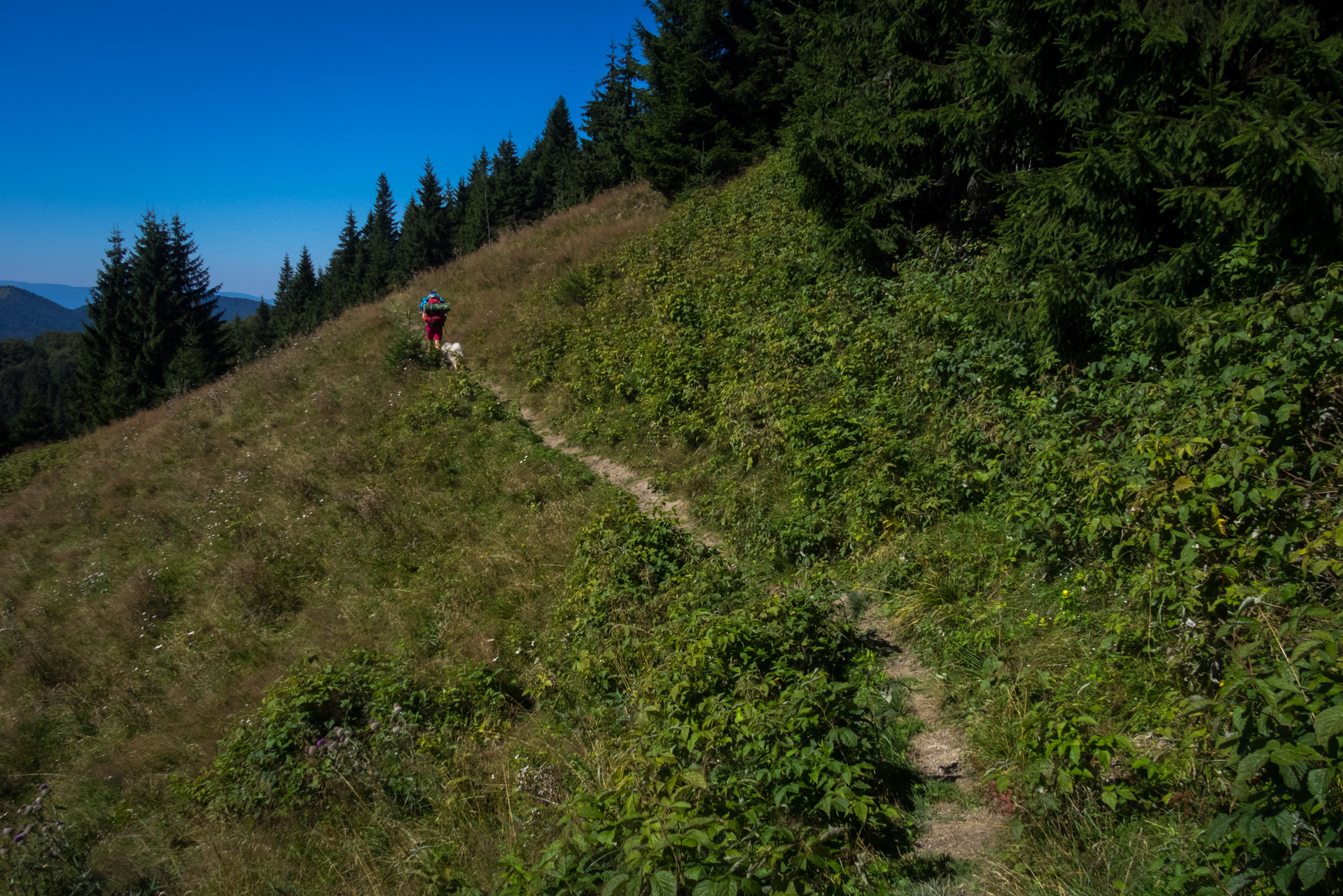 Zo Suchého vrchu cez Ploskú na voj. zotavovňu Smrekovica (Veľká Fatra)