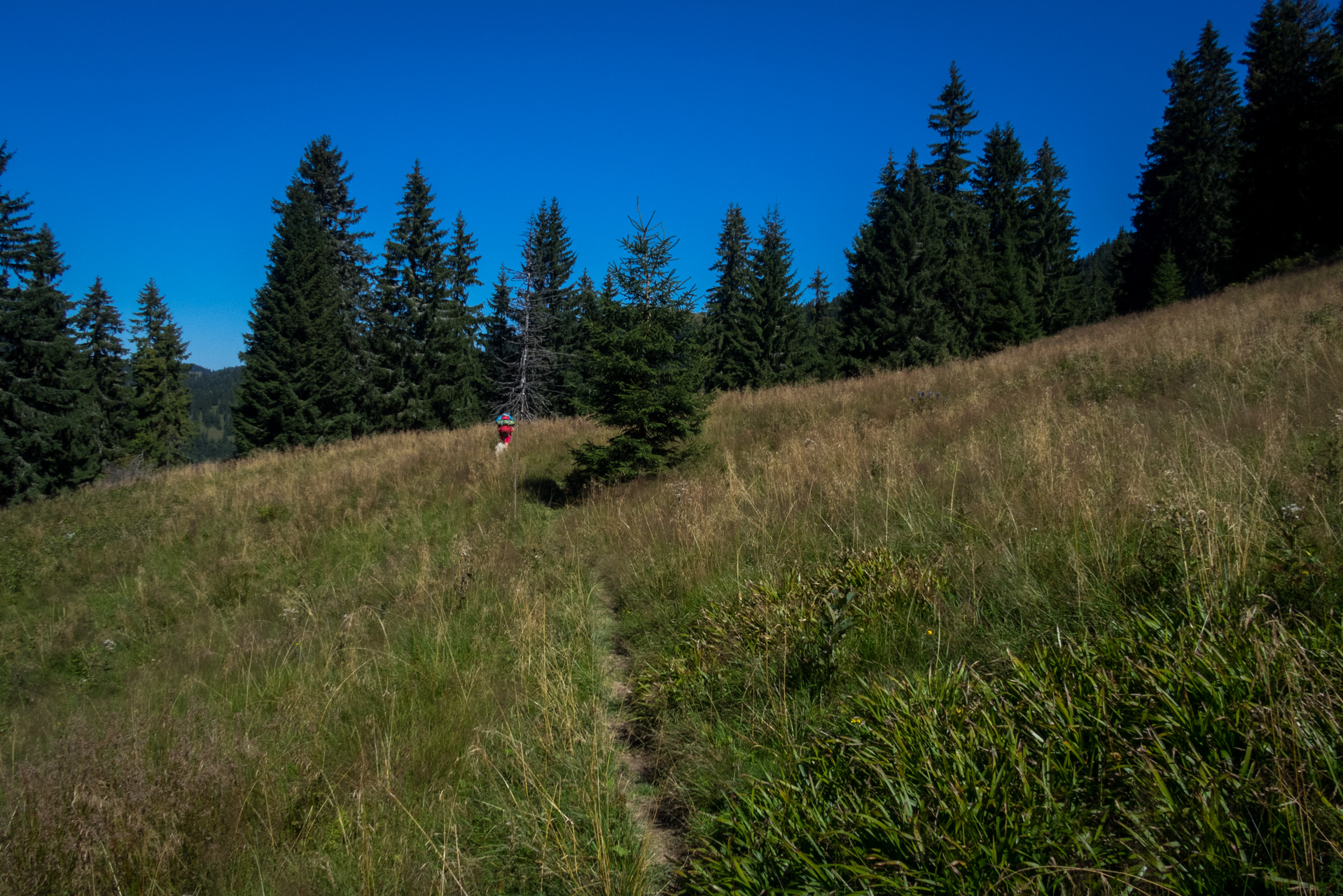 Zo Suchého vrchu cez Ploskú na voj. zotavovňu Smrekovica (Veľká Fatra)