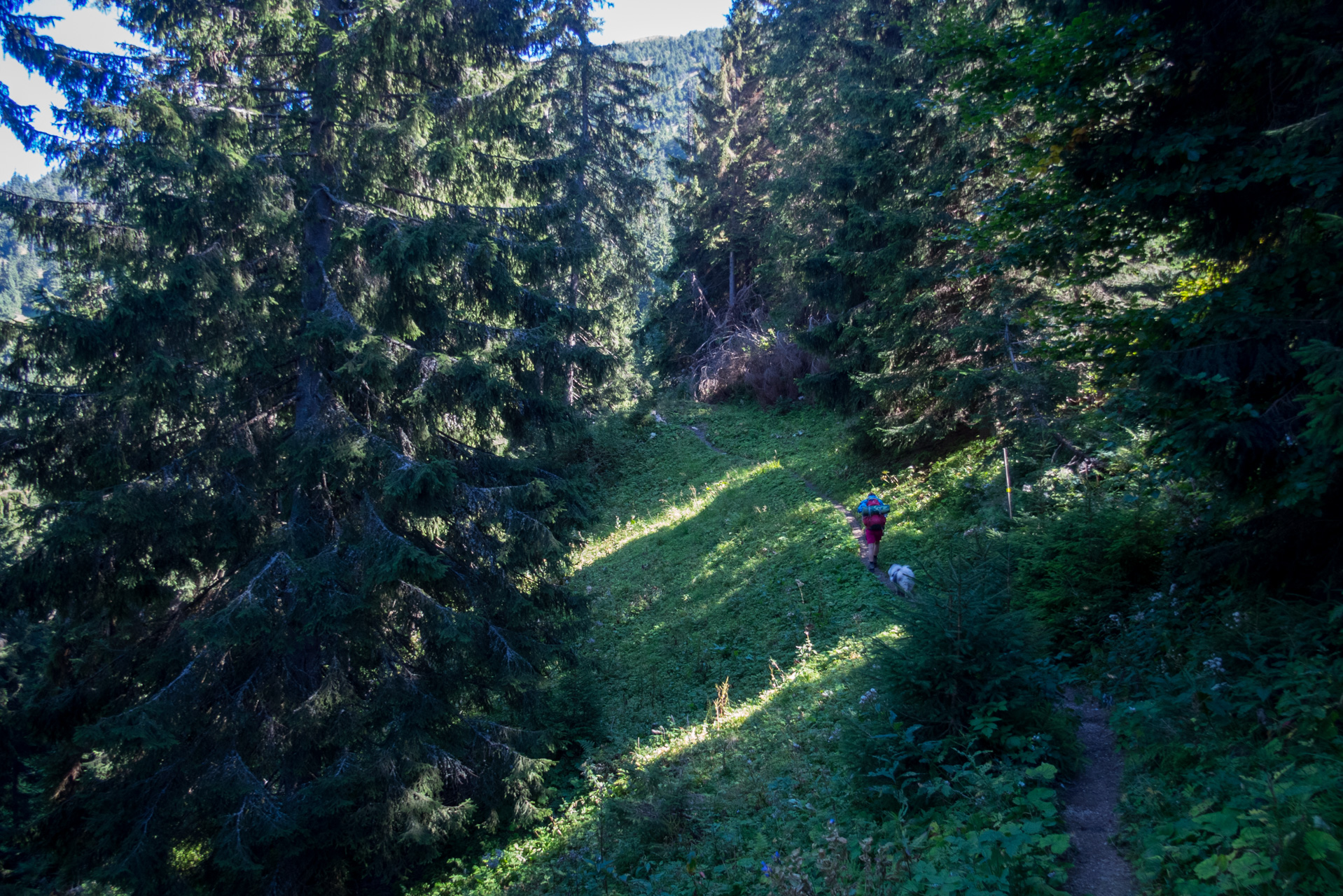 Zo Suchého vrchu cez Ploskú na voj. zotavovňu Smrekovica (Veľká Fatra)