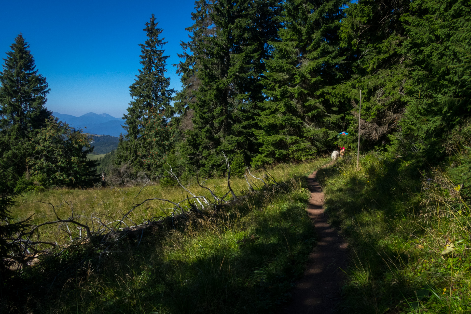 Zo Suchého vrchu cez Ploskú na voj. zotavovňu Smrekovica (Veľká Fatra)