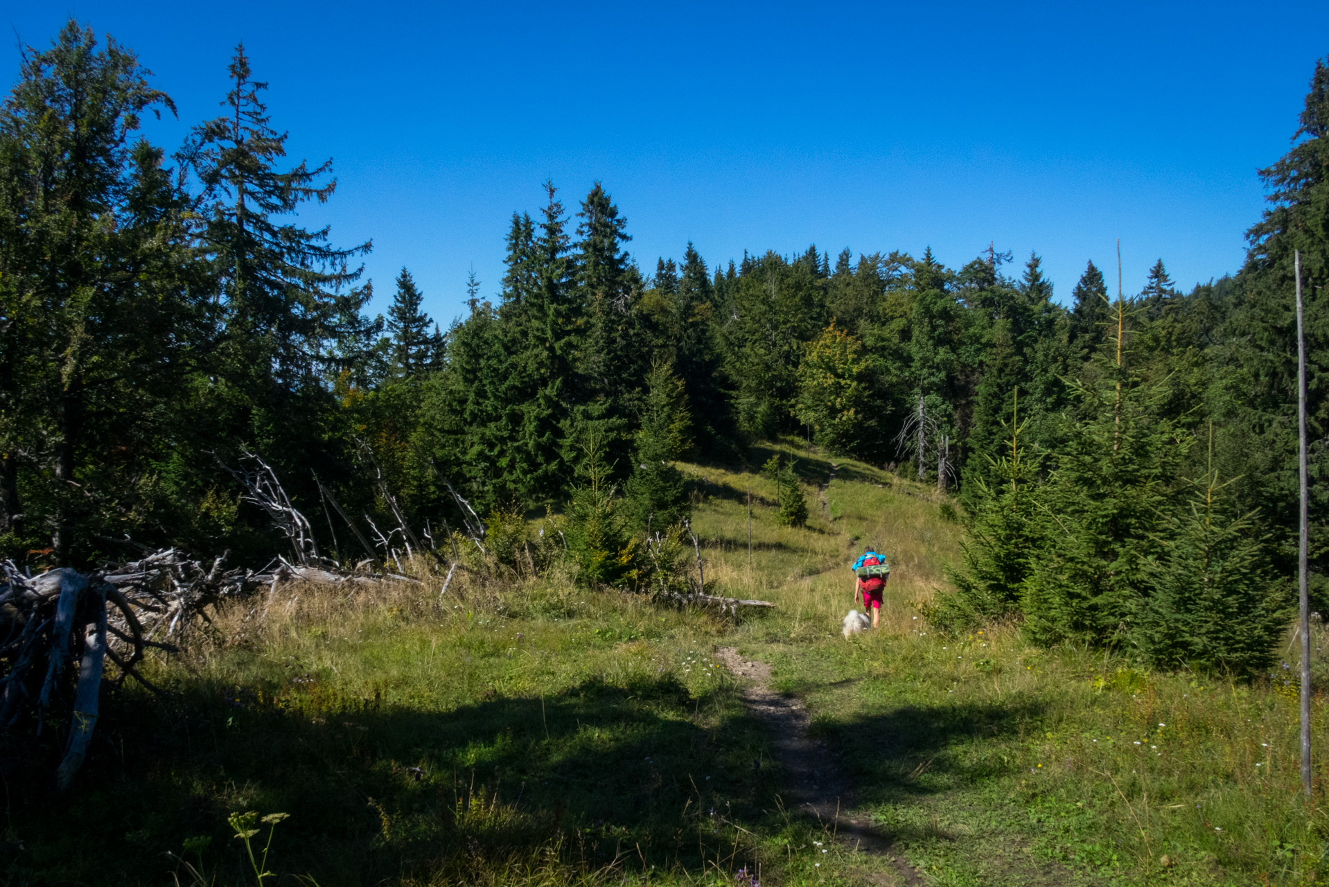 Zo Suchého vrchu cez Ploskú na voj. zotavovňu Smrekovica (Veľká Fatra)