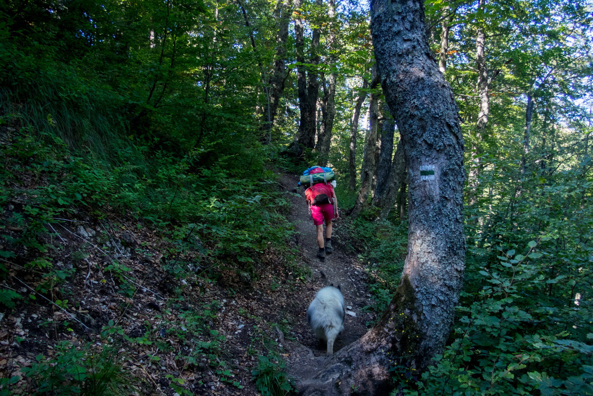 Zo Suchého vrchu cez Ploskú na voj. zotavovňu Smrekovica (Veľká Fatra)