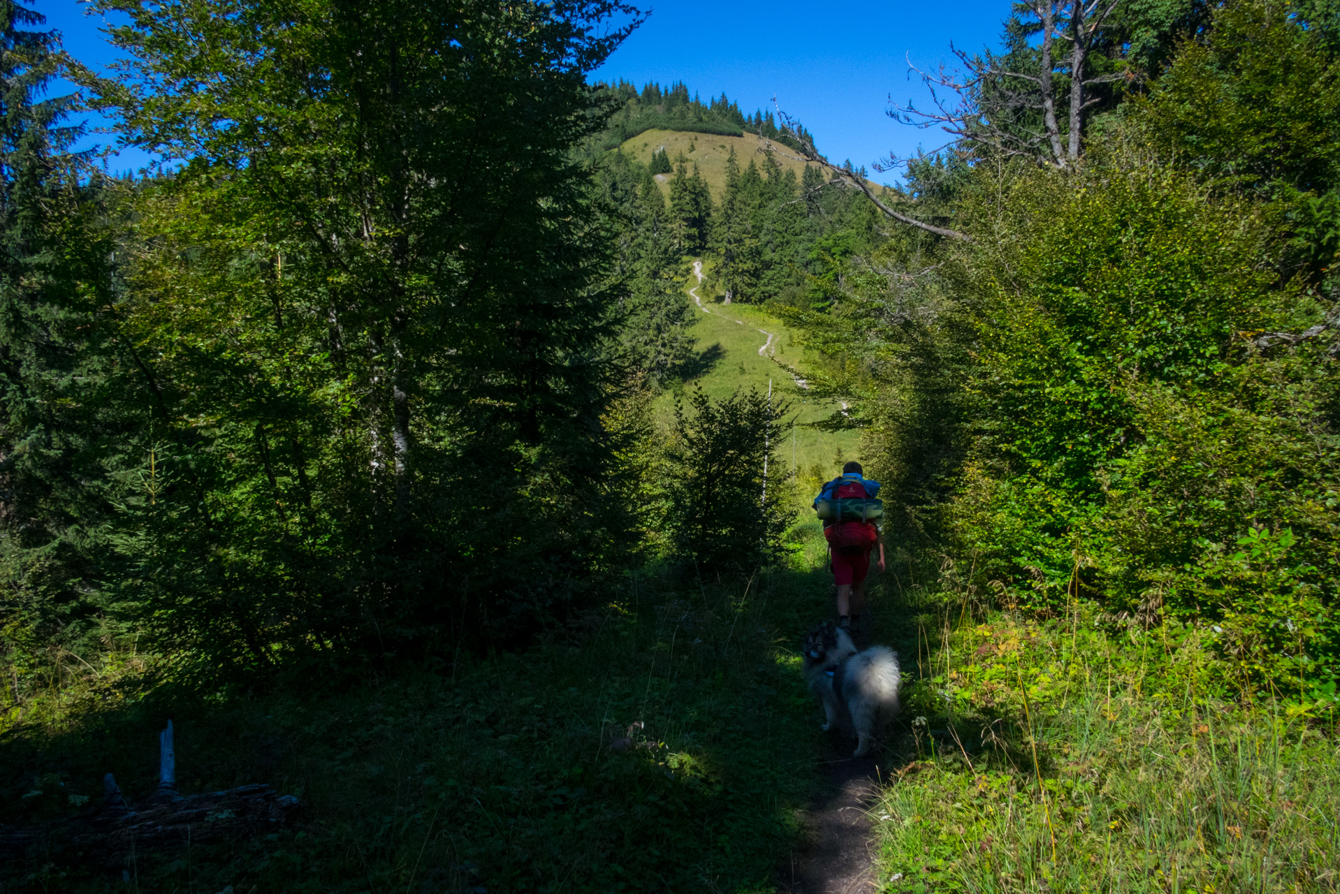 Zo Suchého vrchu cez Ploskú na voj. zotavovňu Smrekovica (Veľká Fatra)