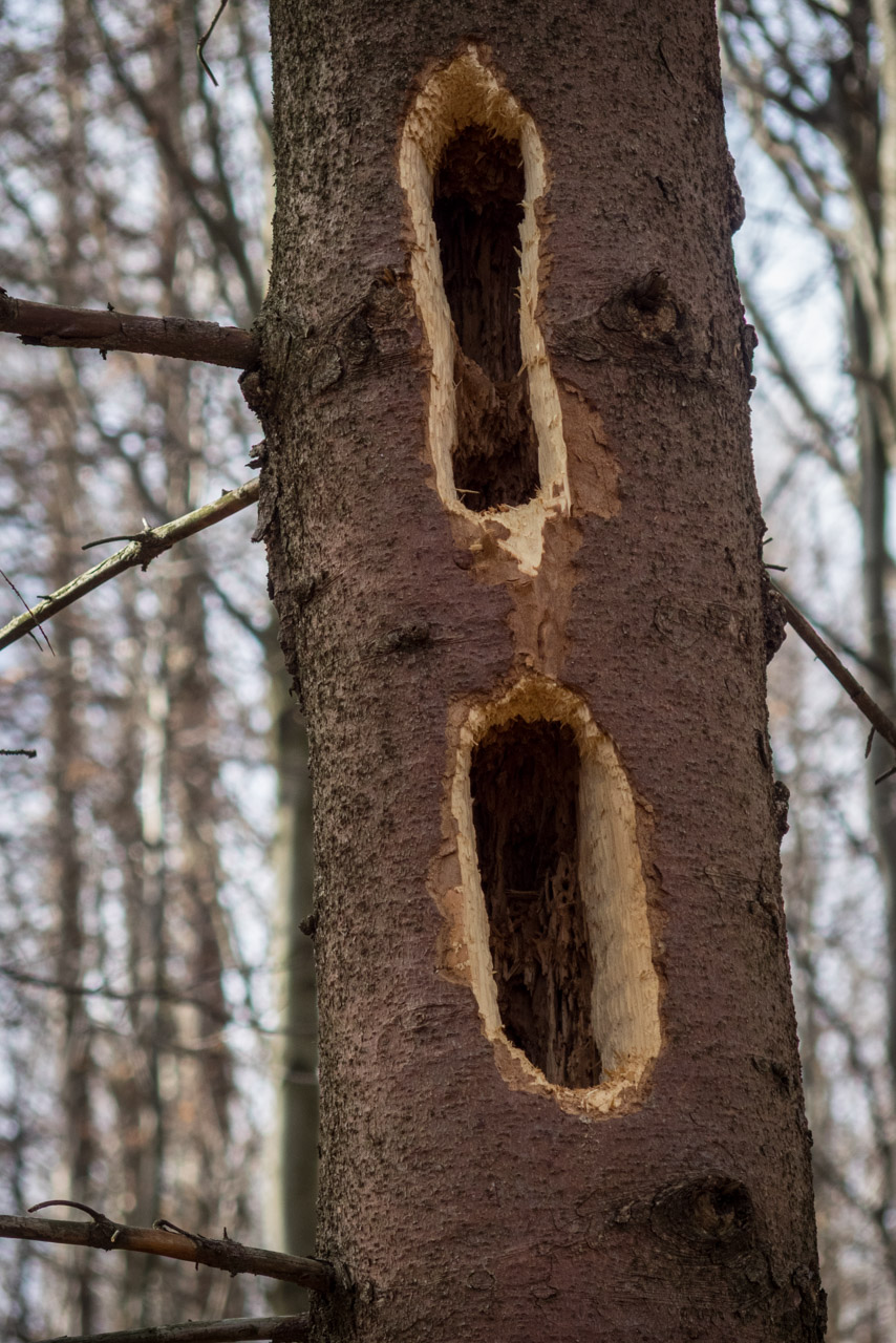 Bradlo a Dobrák zo Slanského sedla (Slanské vrchy)