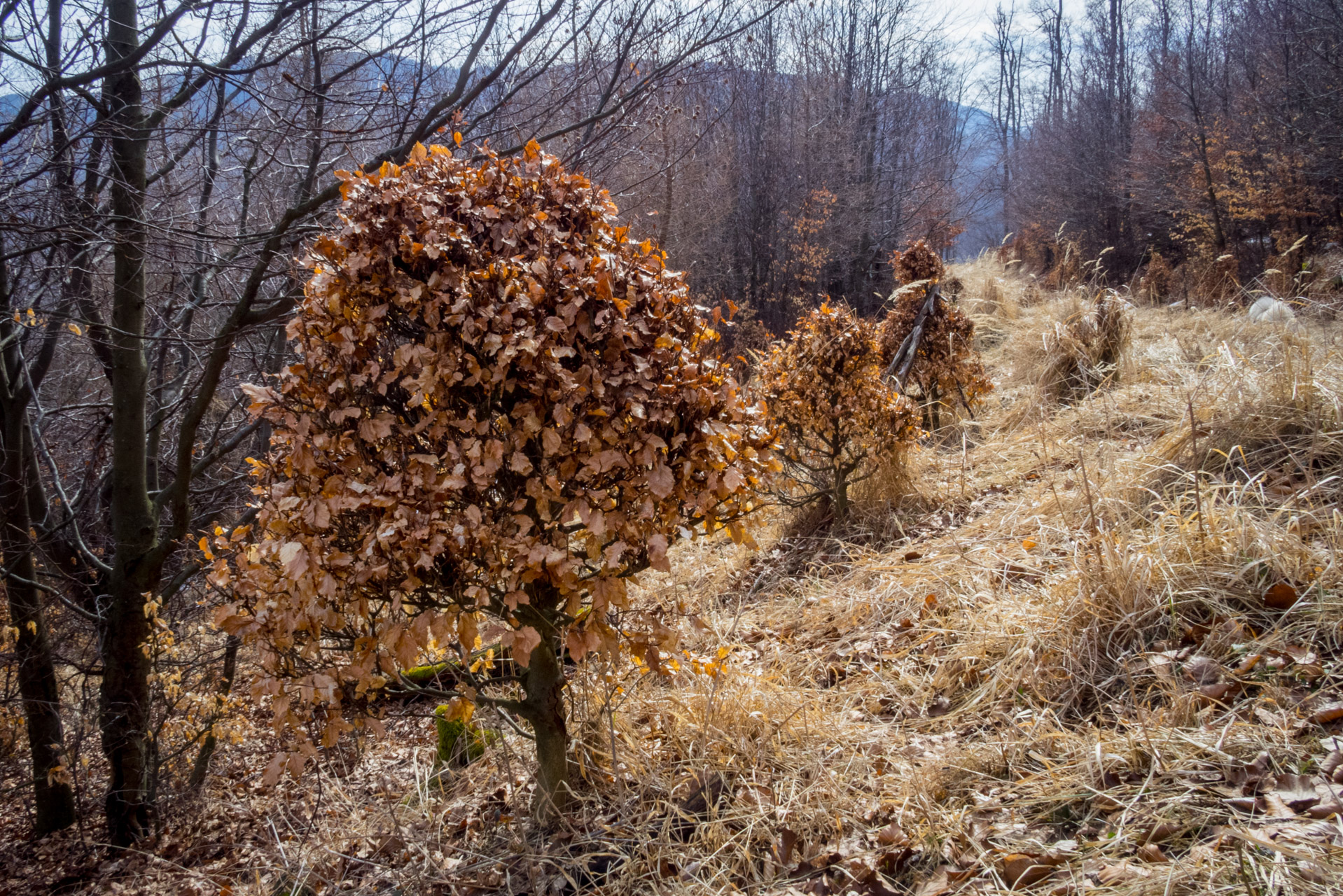 Bradlo a Dobrák zo Slanského sedla (Slanské vrchy)