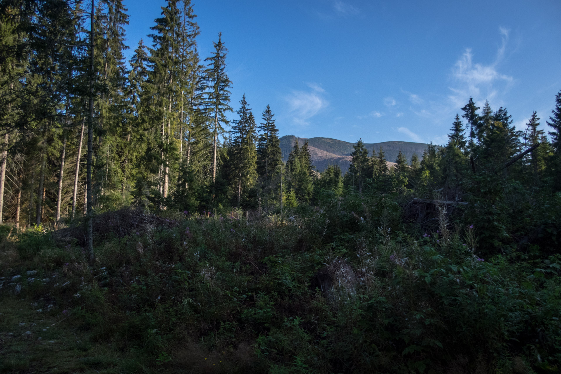 Bystrá z Hrdova (Západné Tatry)