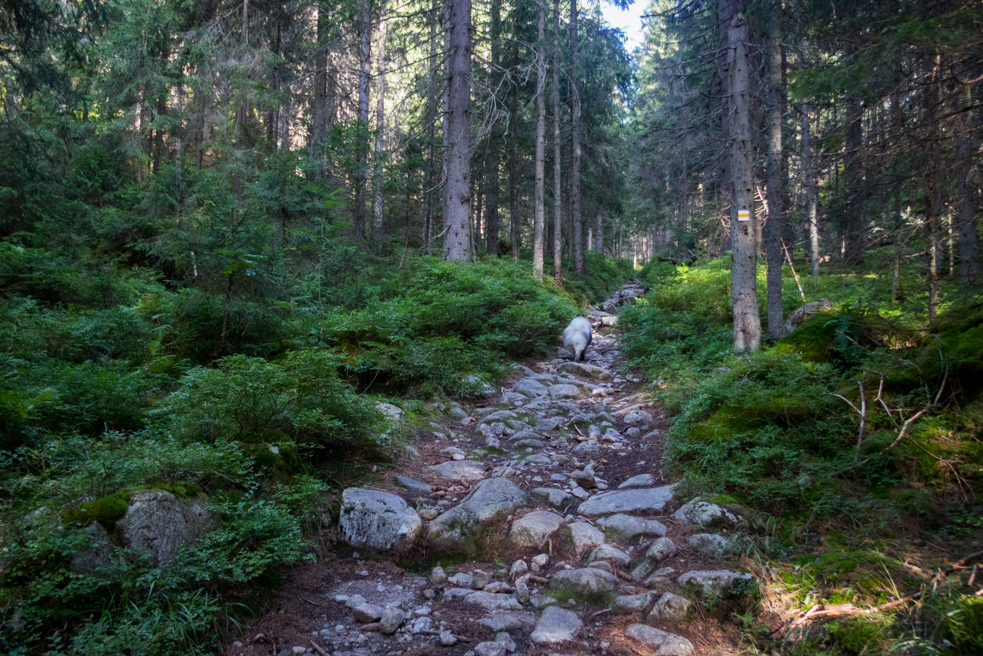 Bystrá z Hrdova (Západné Tatry)