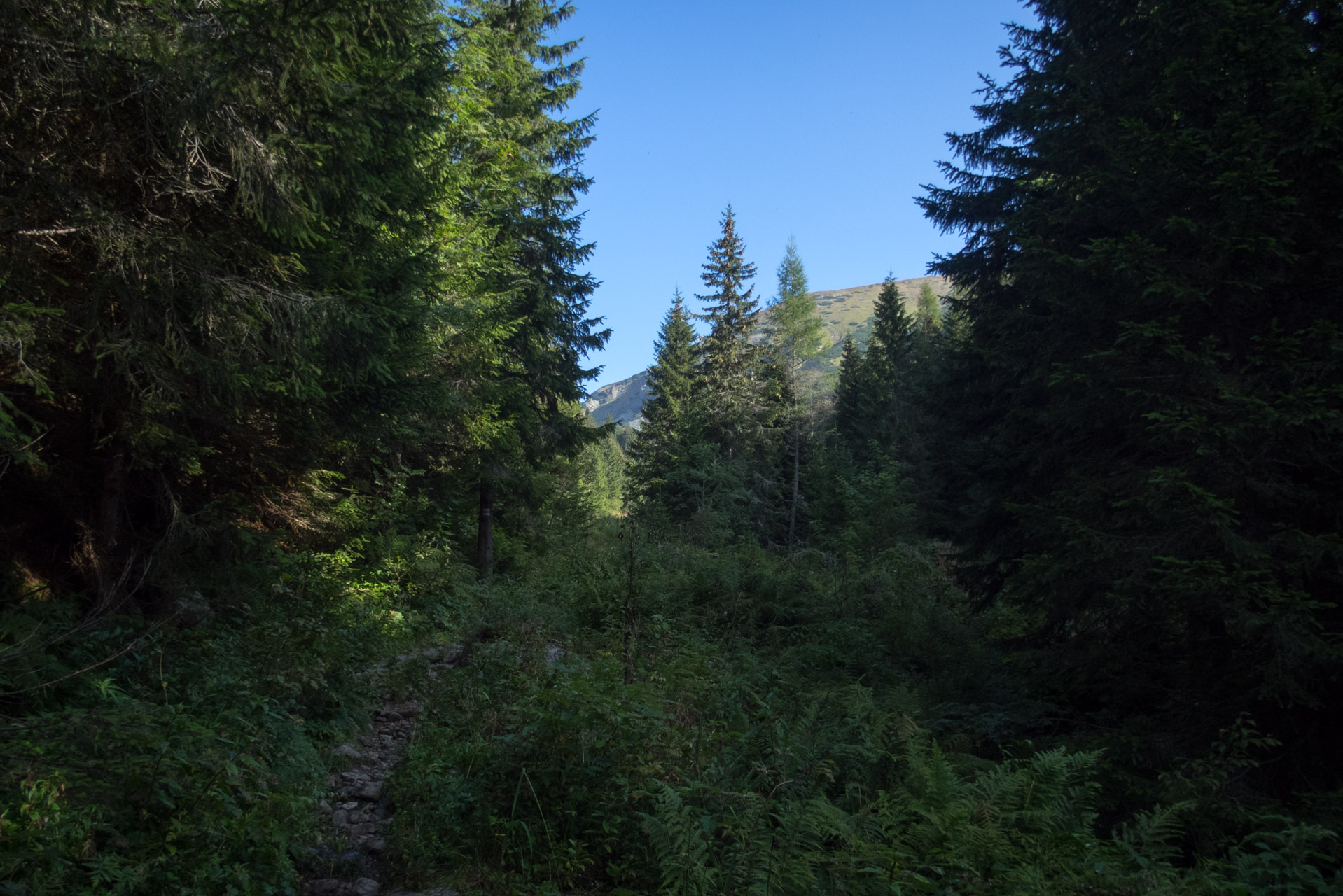 Bystrá z Hrdova (Západné Tatry)