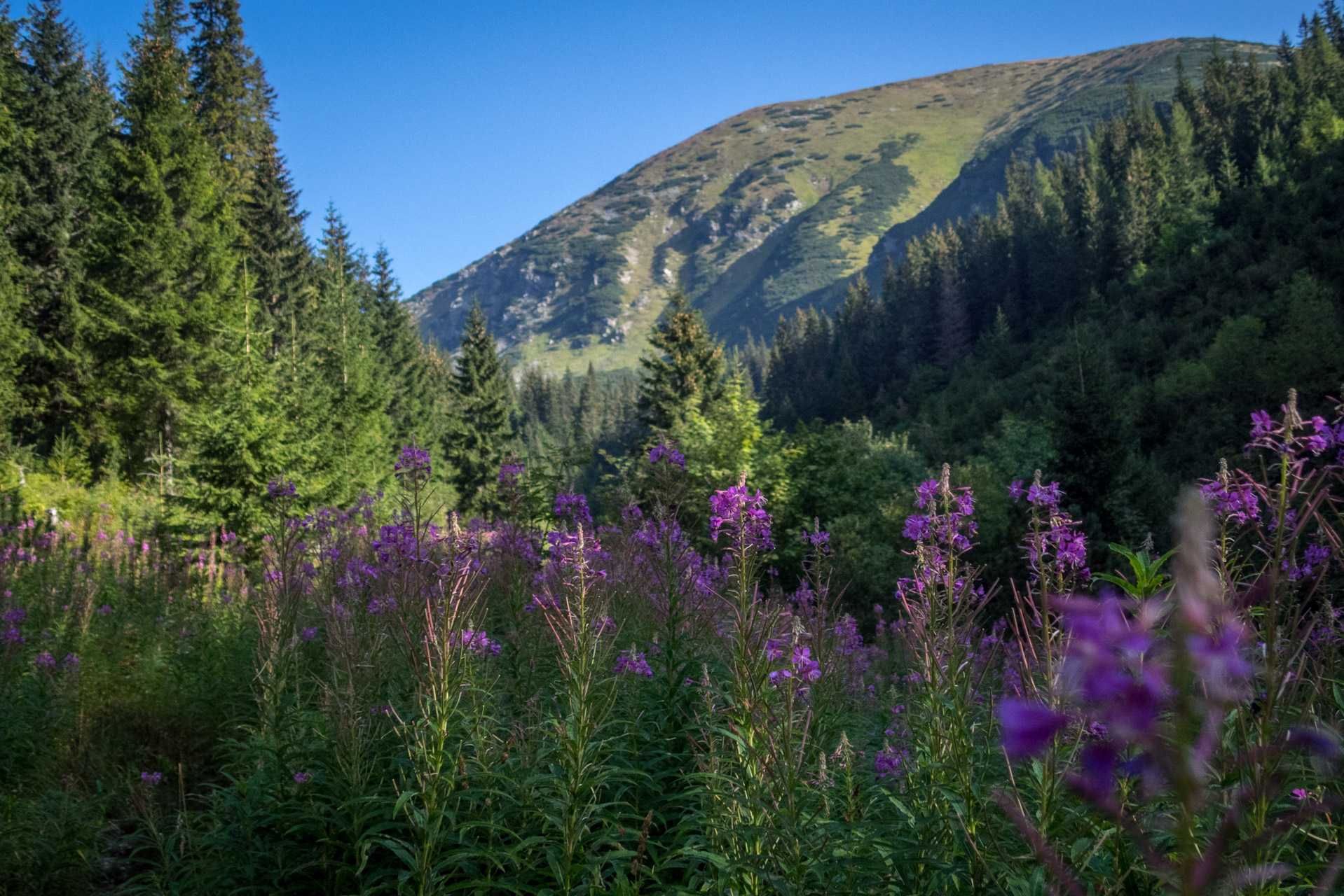 Bystrá z Hrdova (Západné Tatry)