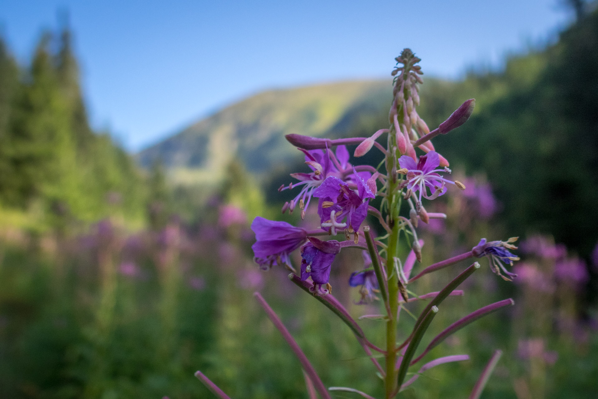 Bystrá z Hrdova (Západné Tatry)