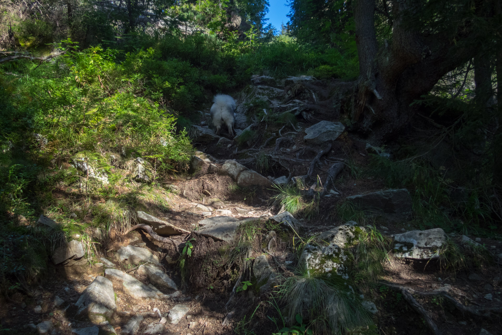 Bystrá z Hrdova (Západné Tatry)