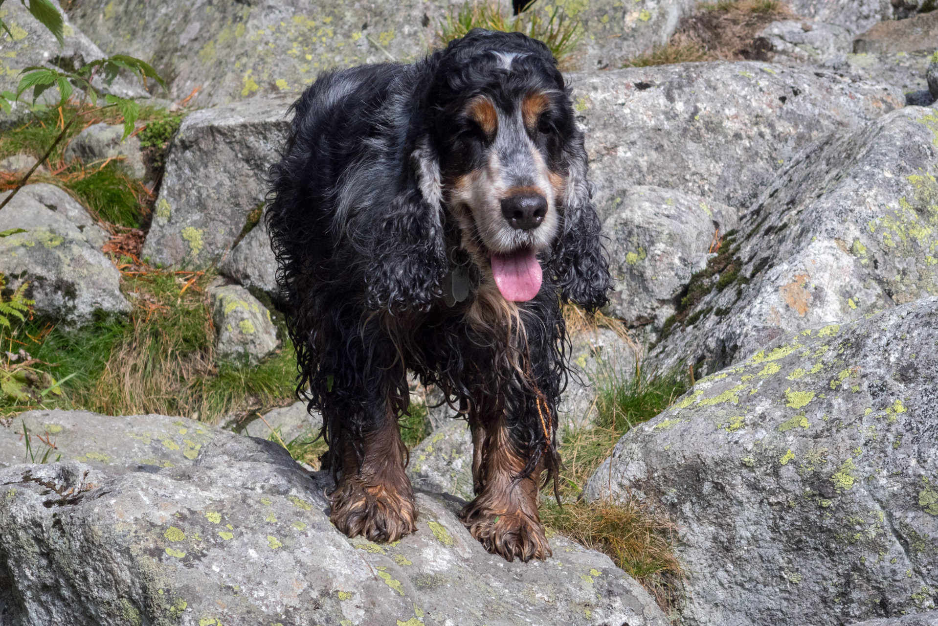 Bystrá z Hrdova (Západné Tatry)