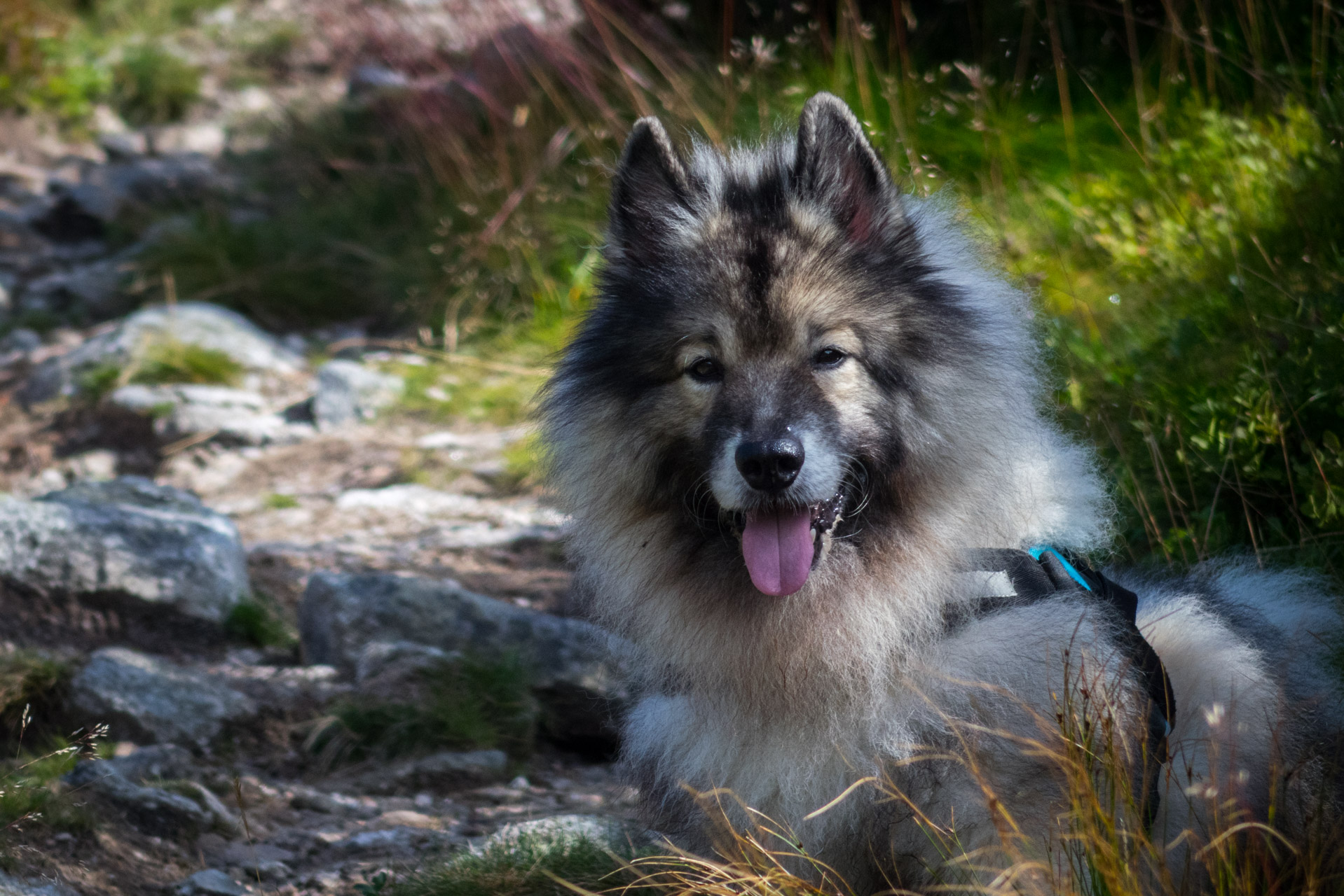 Bystrá z Hrdova (Západné Tatry)