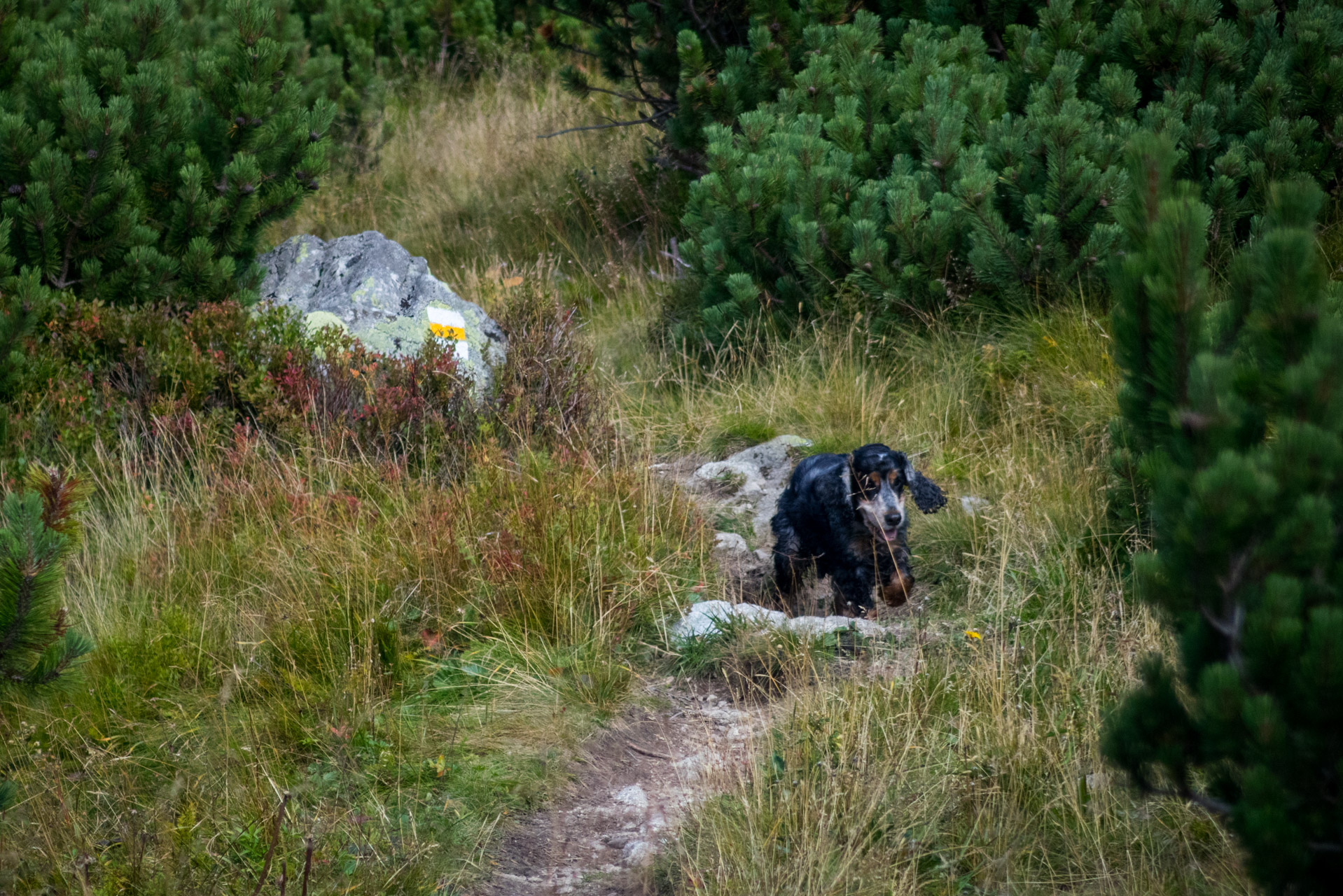 Bystrá z Hrdova (Západné Tatry)