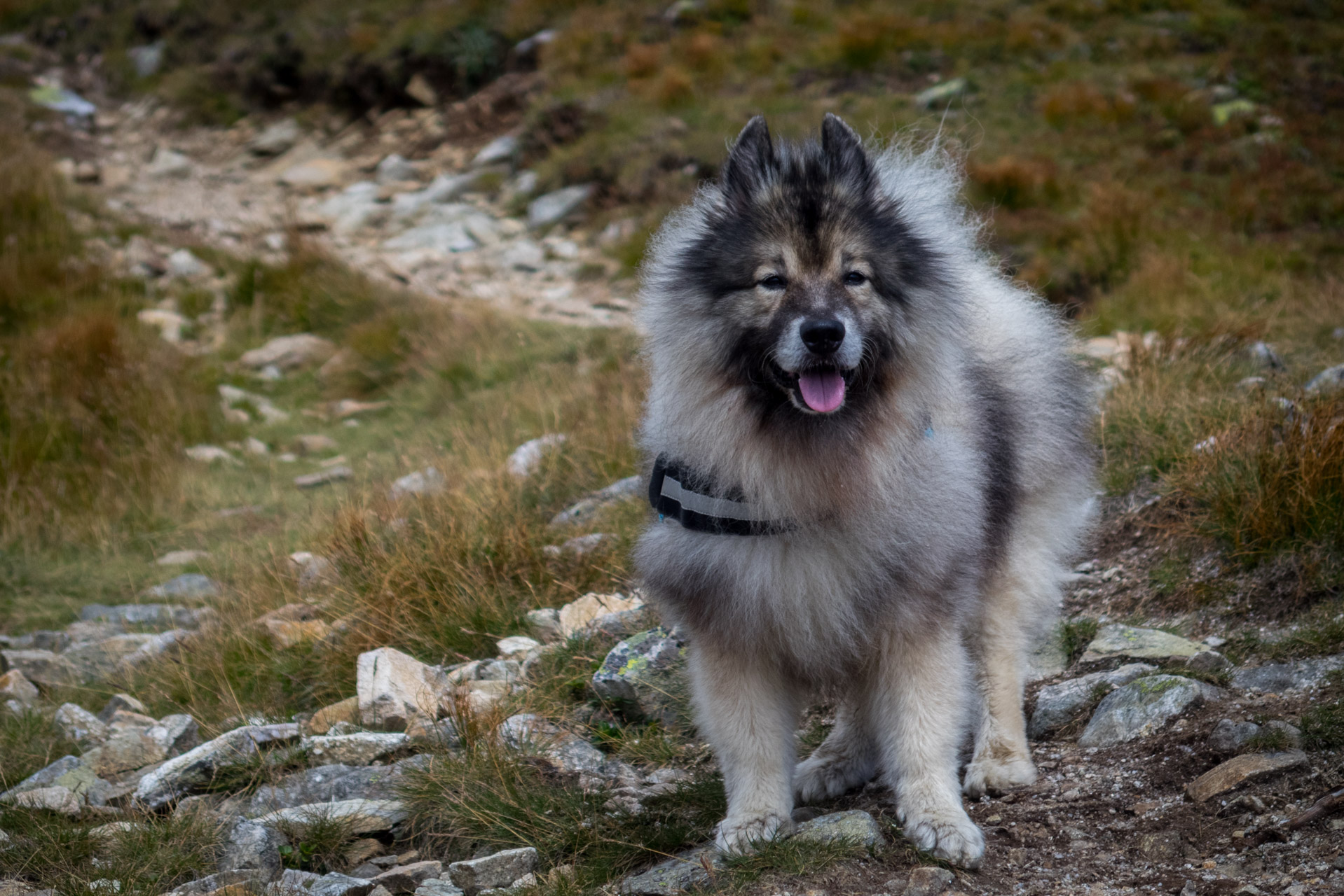 Bystrá z Hrdova (Západné Tatry)