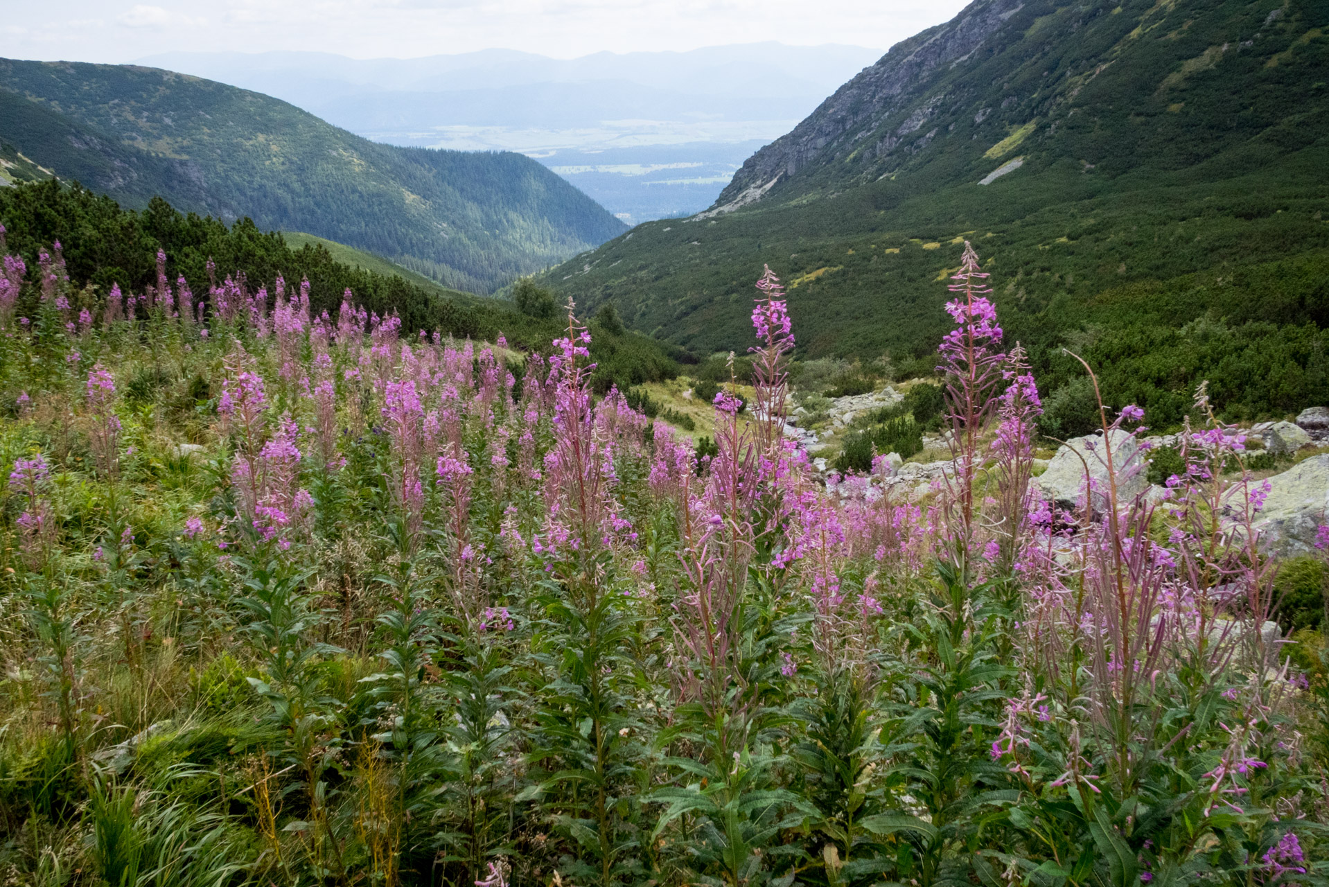 Bystrá z Hrdova (Západné Tatry)