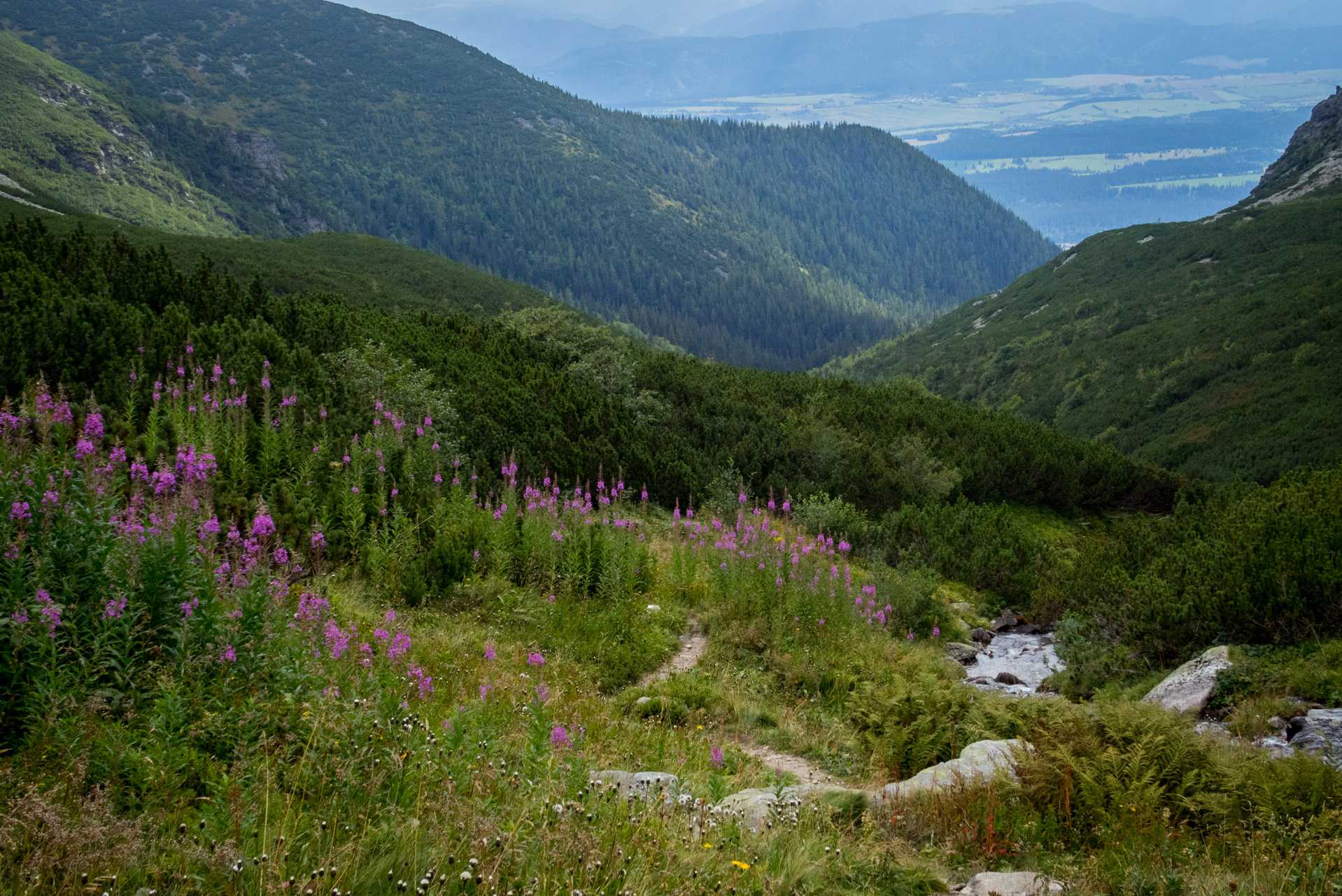 Bystrá z Hrdova (Západné Tatry)