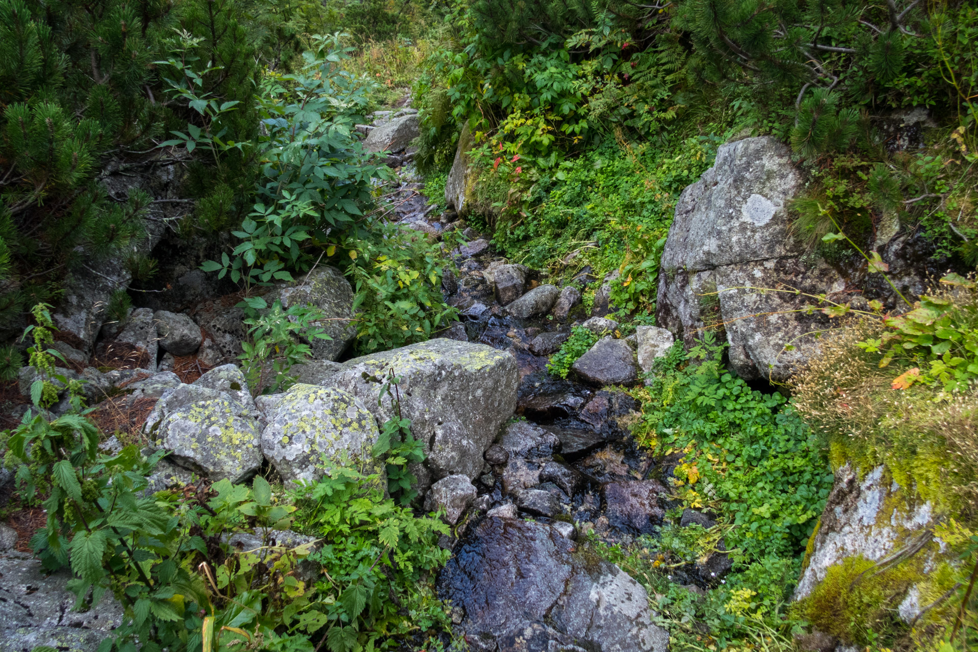 Bystrá z Hrdova (Západné Tatry)