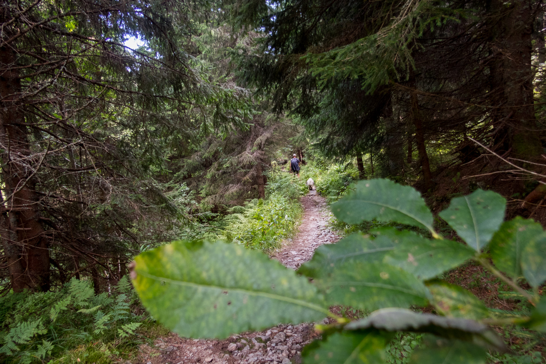 Bystrá z Hrdova (Západné Tatry)