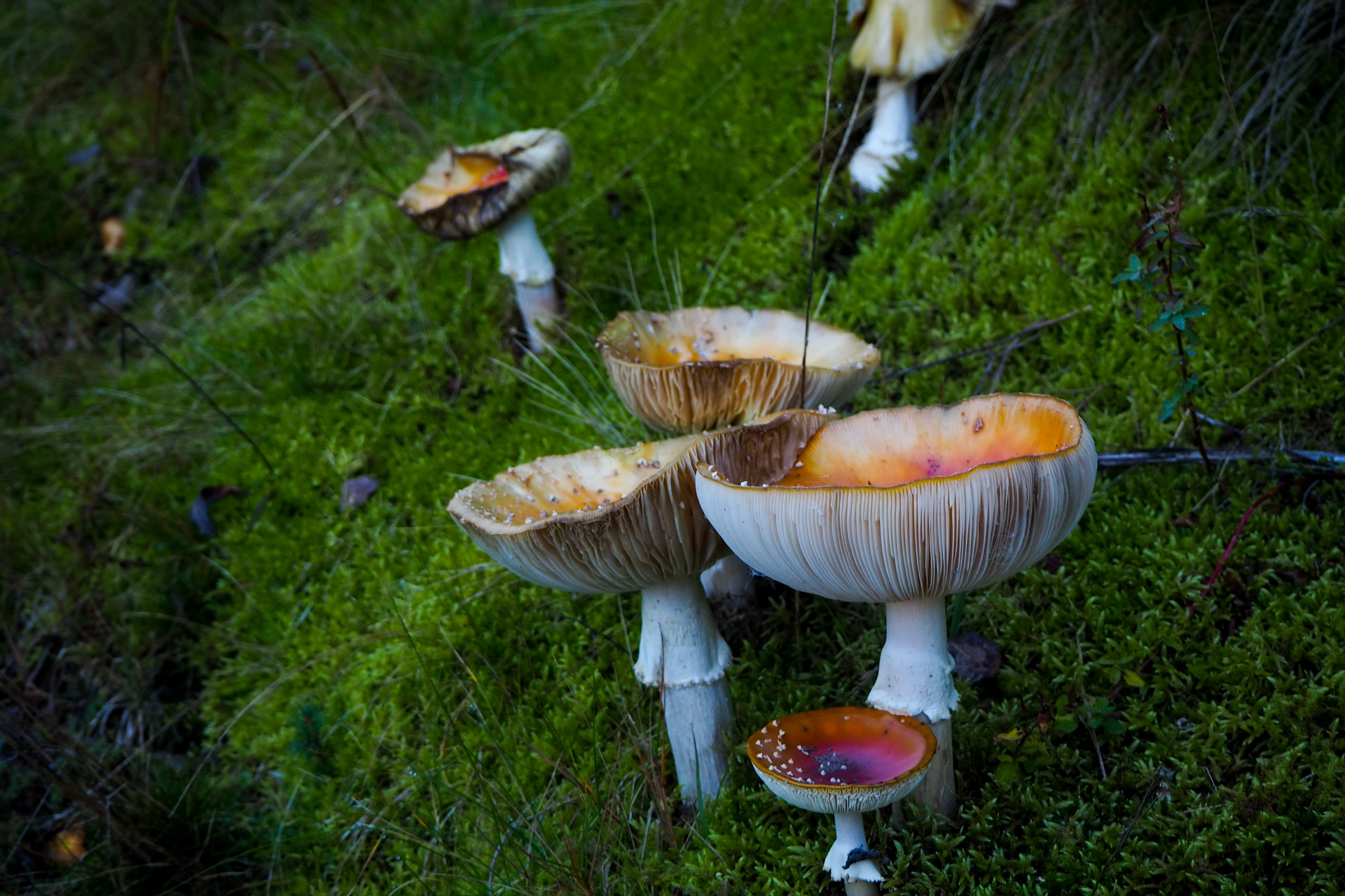 Chabenec z Magurky (Nízke Tatry)