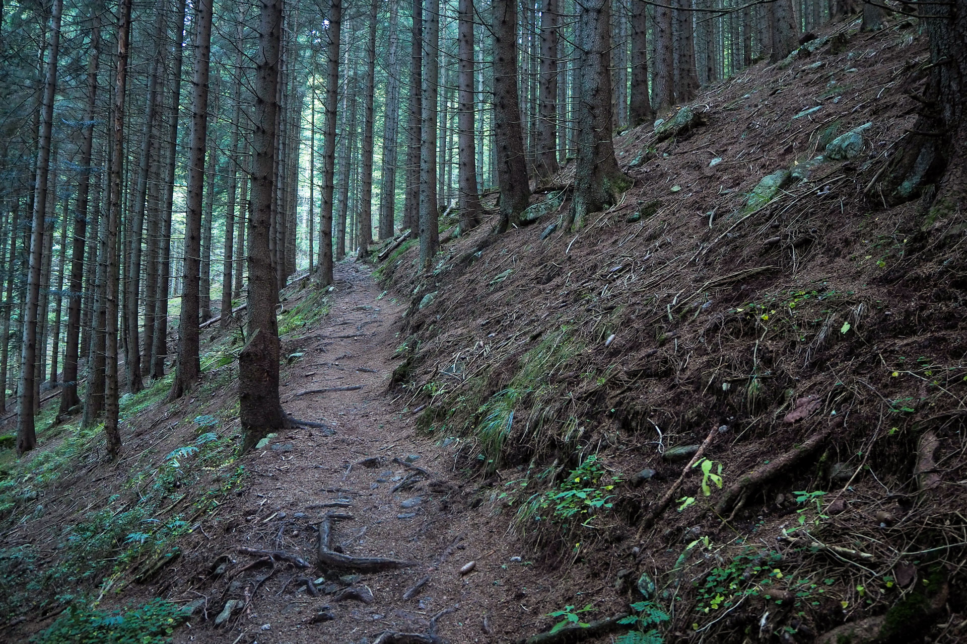 Chabenec z Magurky (Nízke Tatry)