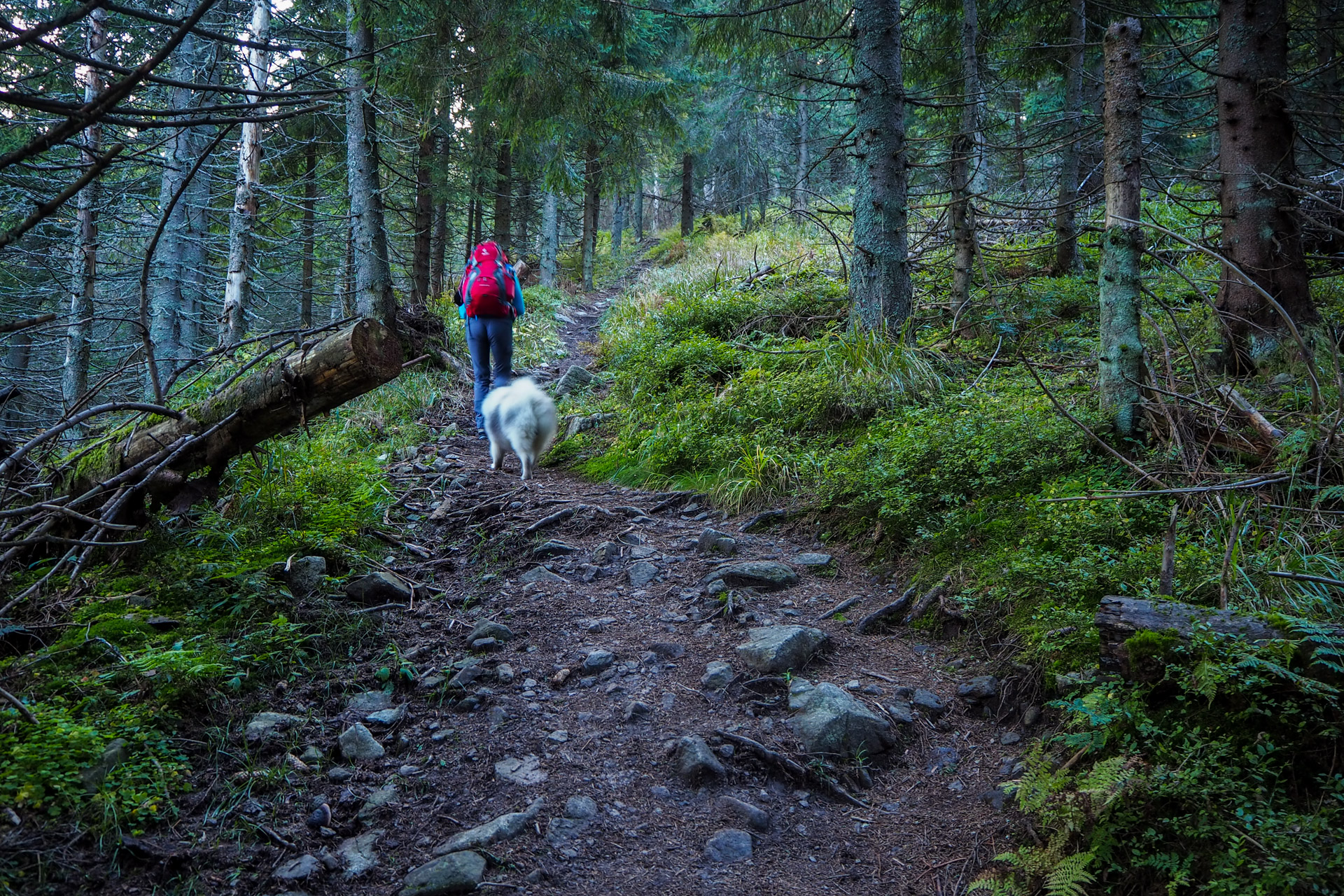 Chabenec z Magurky (Nízke Tatry)