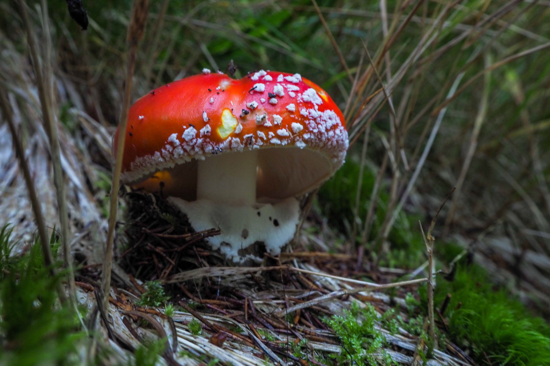 Chabenec z Magurky (Nízke Tatry)